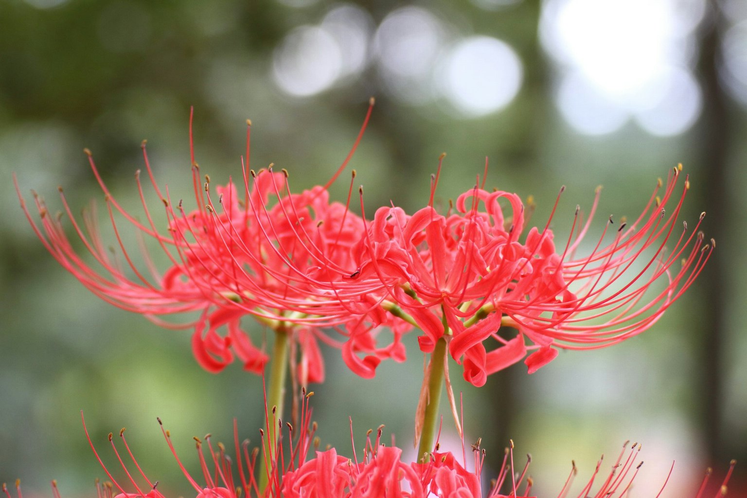 Racimo de vibrantes lirios araña rojos en flor