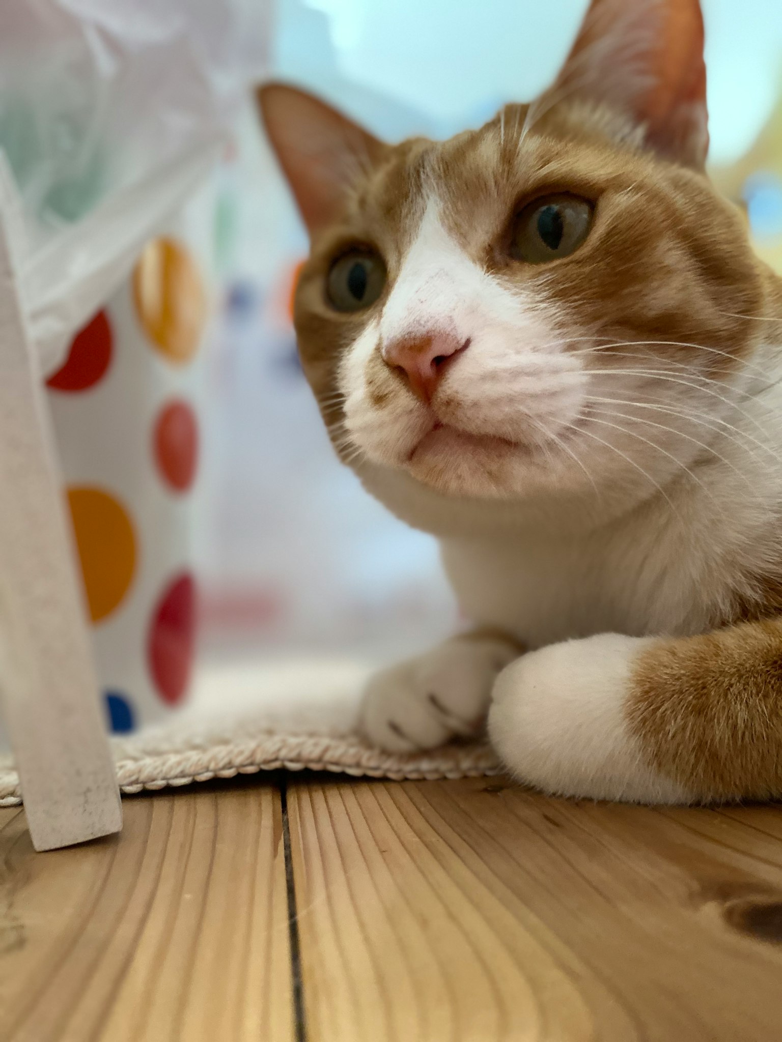 Un gato marrón y blanco acostado sobre un suelo de madera con una bolsa de puntos de colores en el fondo