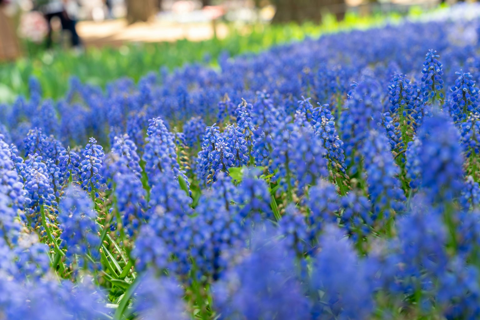 Feld mit blauen Blumen umgeben von grünen Blättern mit Traubenhyazinthen