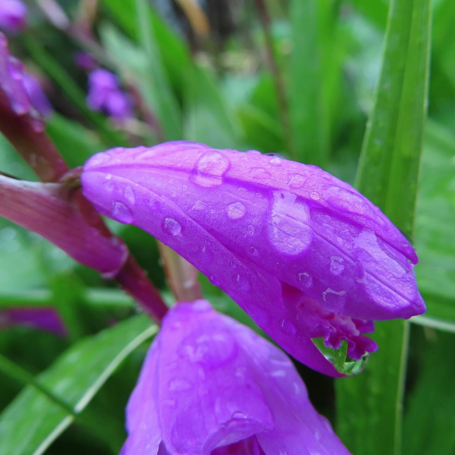 Gros plan sur un pétale de fleur violet vif avec des gouttes d'eau