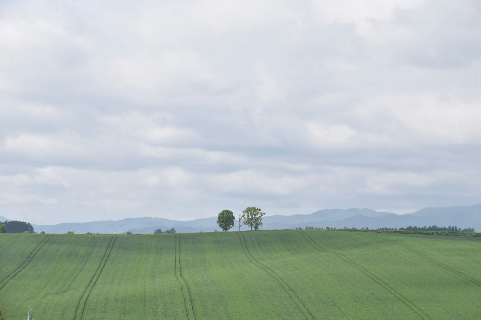 Üppige grüne Felder mit entfernten Bergen Zwei markante Bäume unter einem bewölkten Himmel