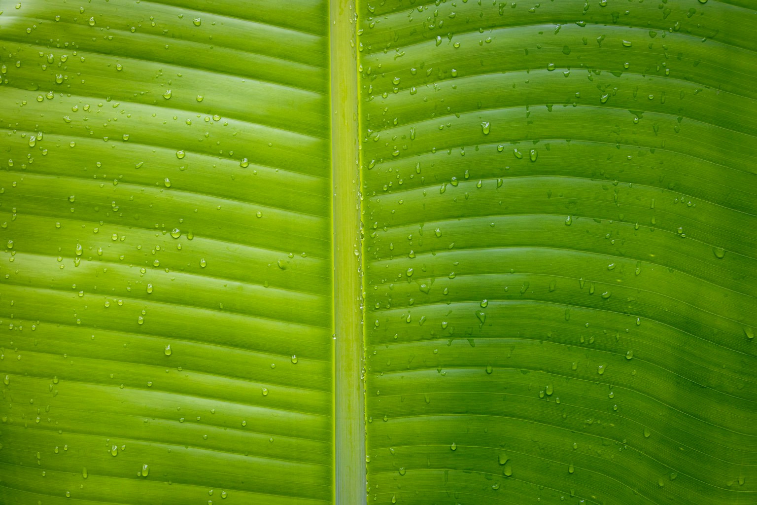 Close-up daun hijau dengan tetesan air yang menonjolkan uratnya