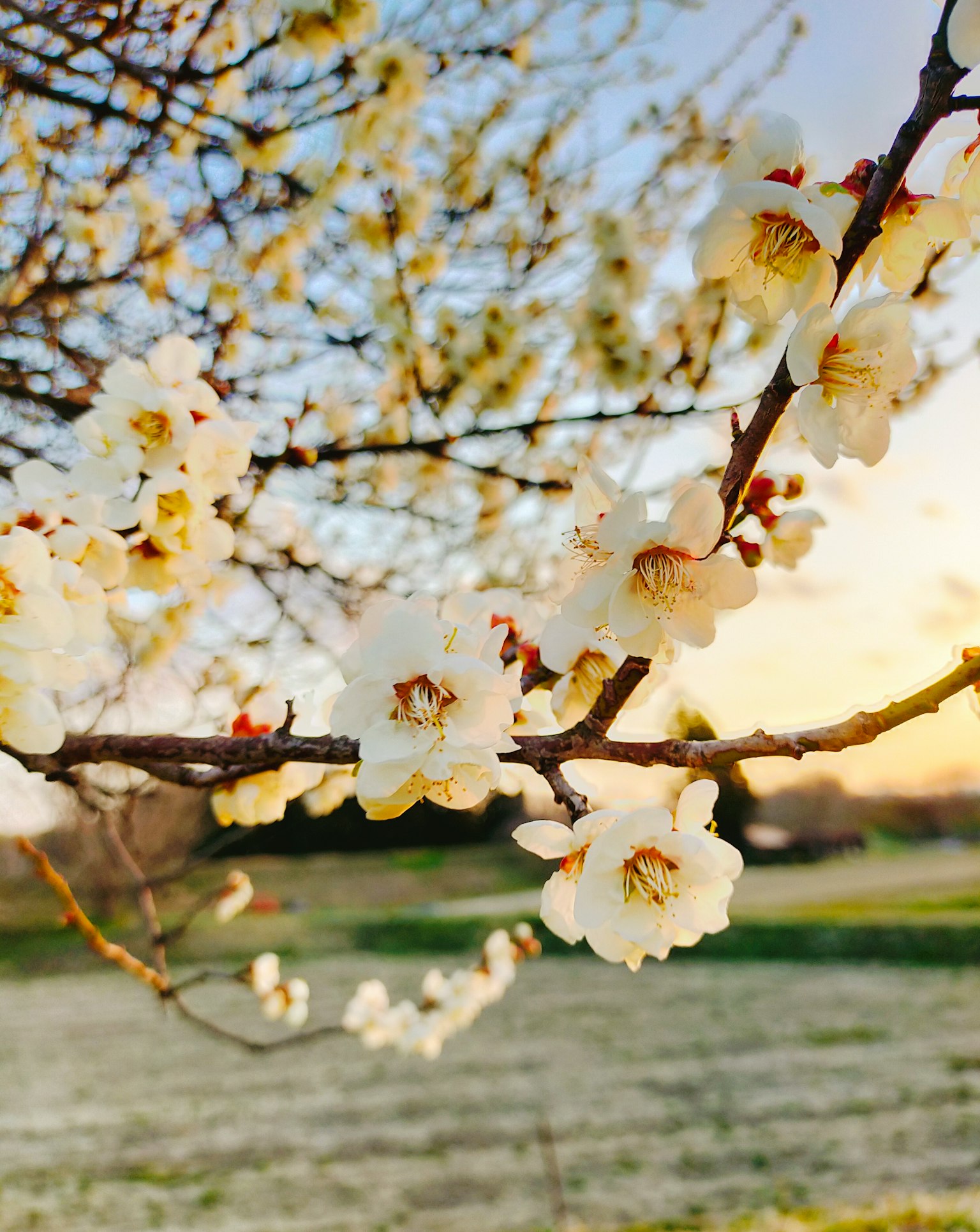 Ramo con fiori bianchi e sfondo di tramonto