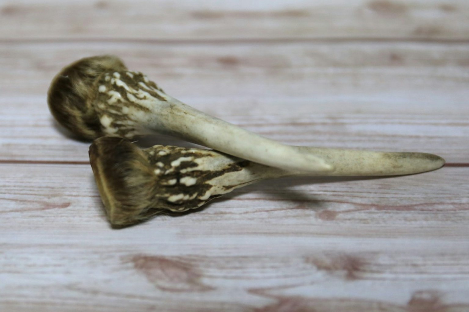 Unique shaped mushroom placed on a white wooden table