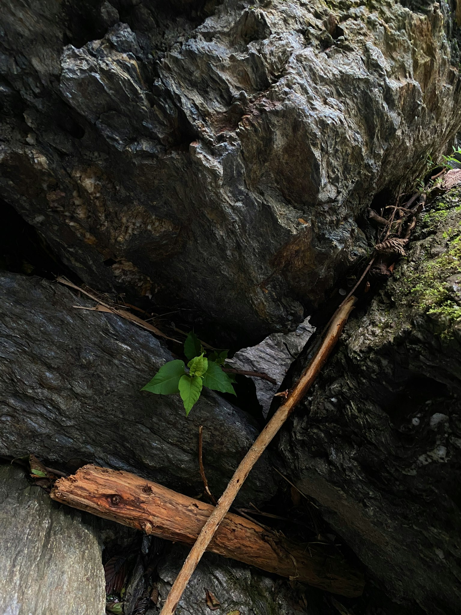 Green plant emerging from between rocks with a wooden stick