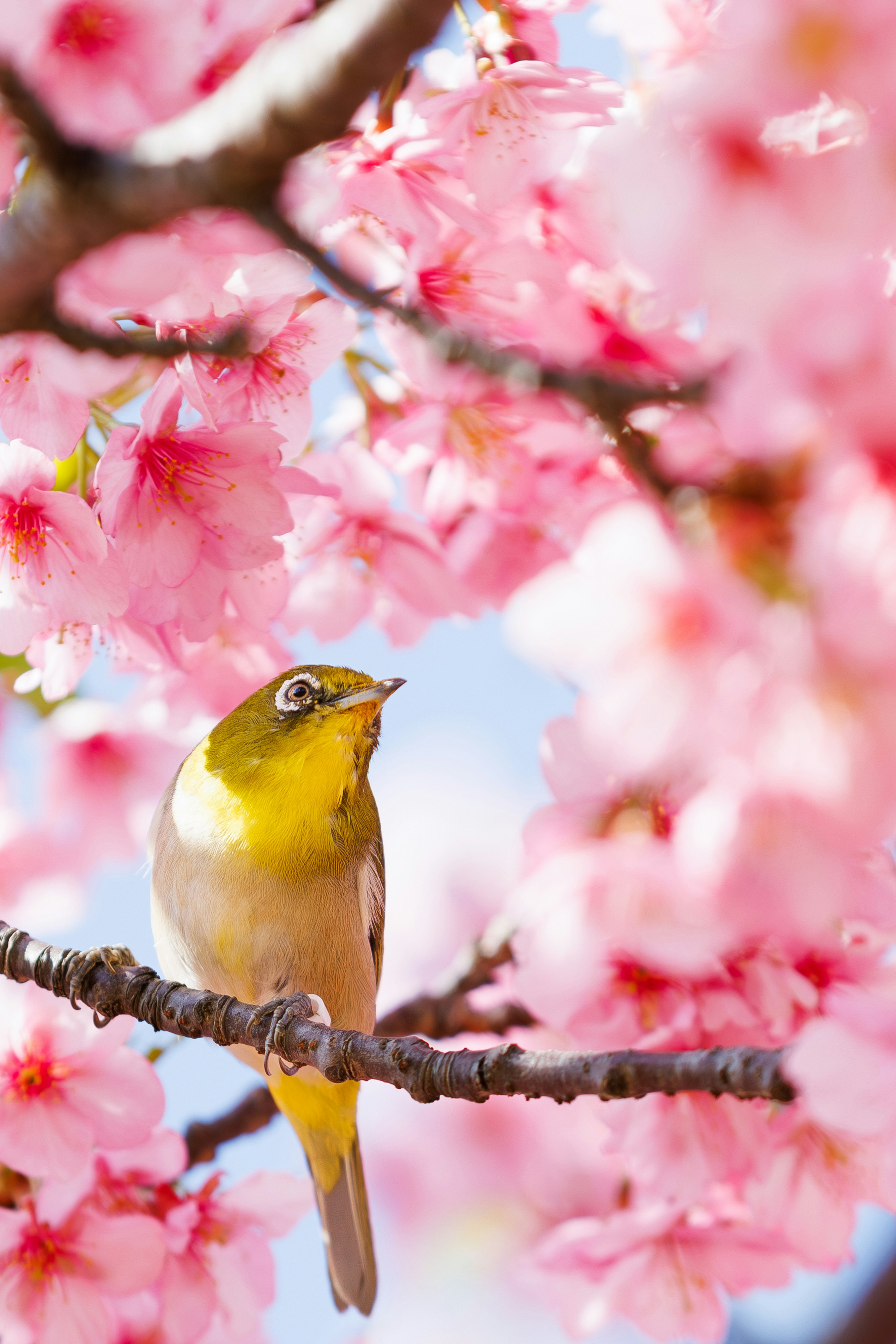 桜の花の中にいる小さな鳥が枝に止まっている様子