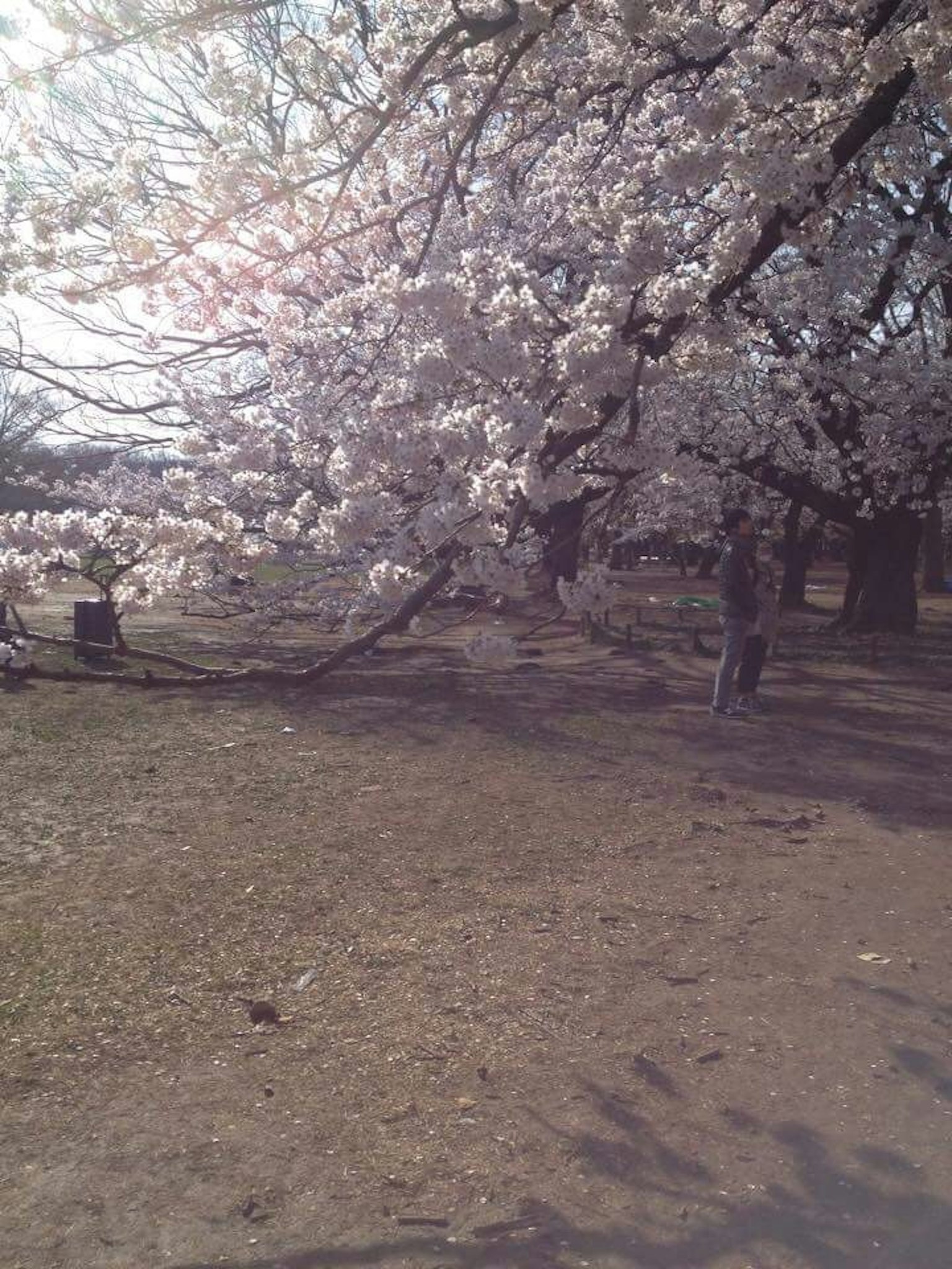 Scène de parc avec un cerisier en fleurs
