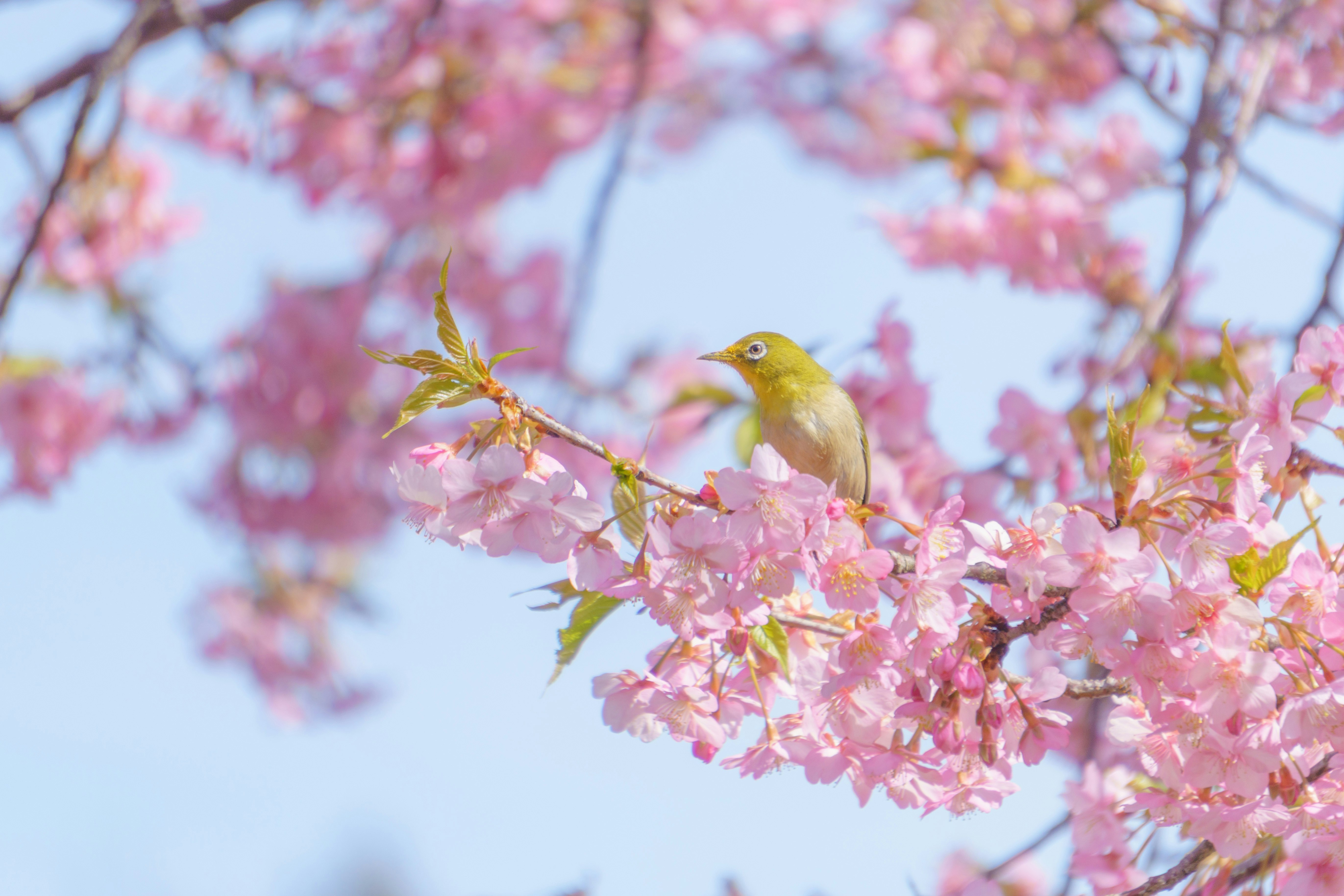 桜の花にとまる黄色い小鳥
