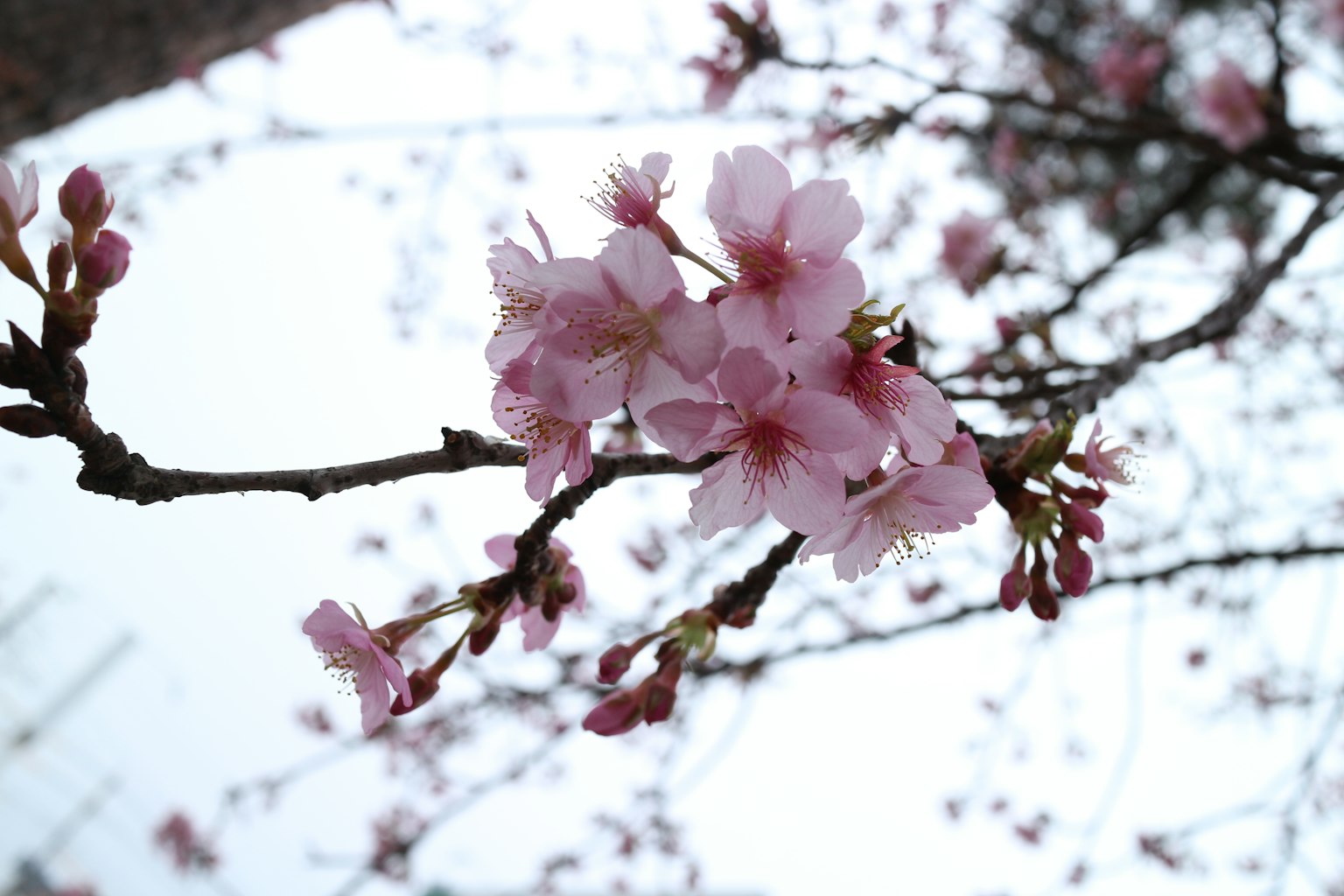 Acercamiento a flores de cerezo en una rama