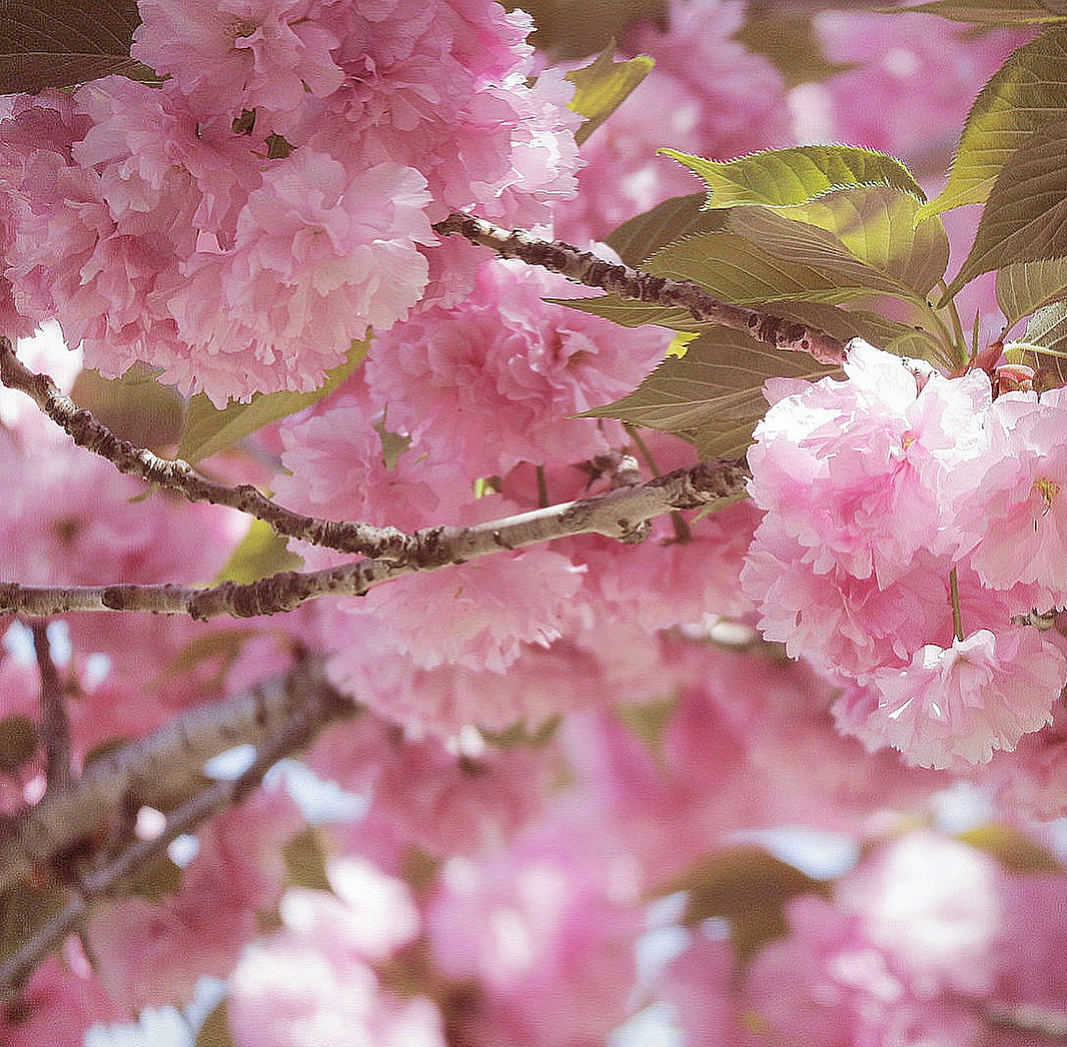 Close-up of cherry blossom flowers on a branch