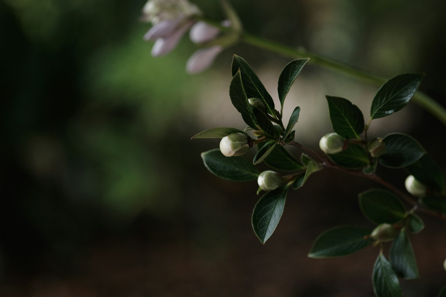 Close-up tanaman dengan daun hijau dan tunas putih