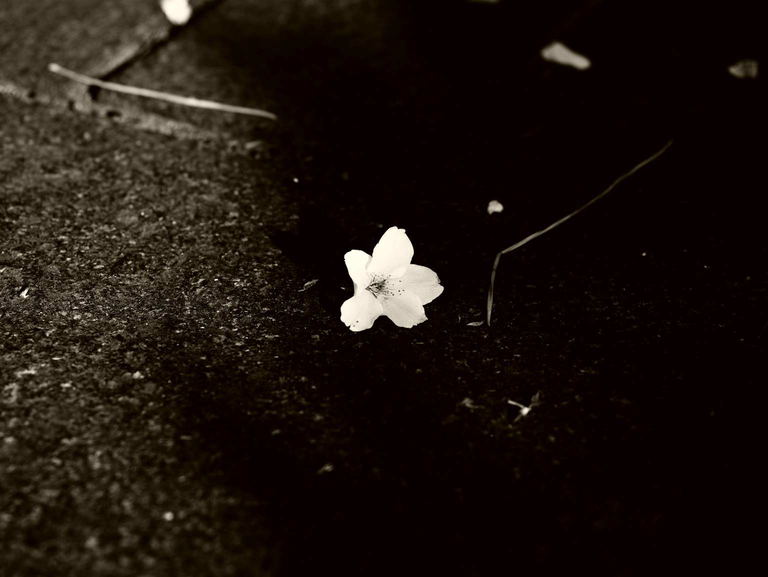 Gros plan d'un pétale de fleur blanche sur un fond noir