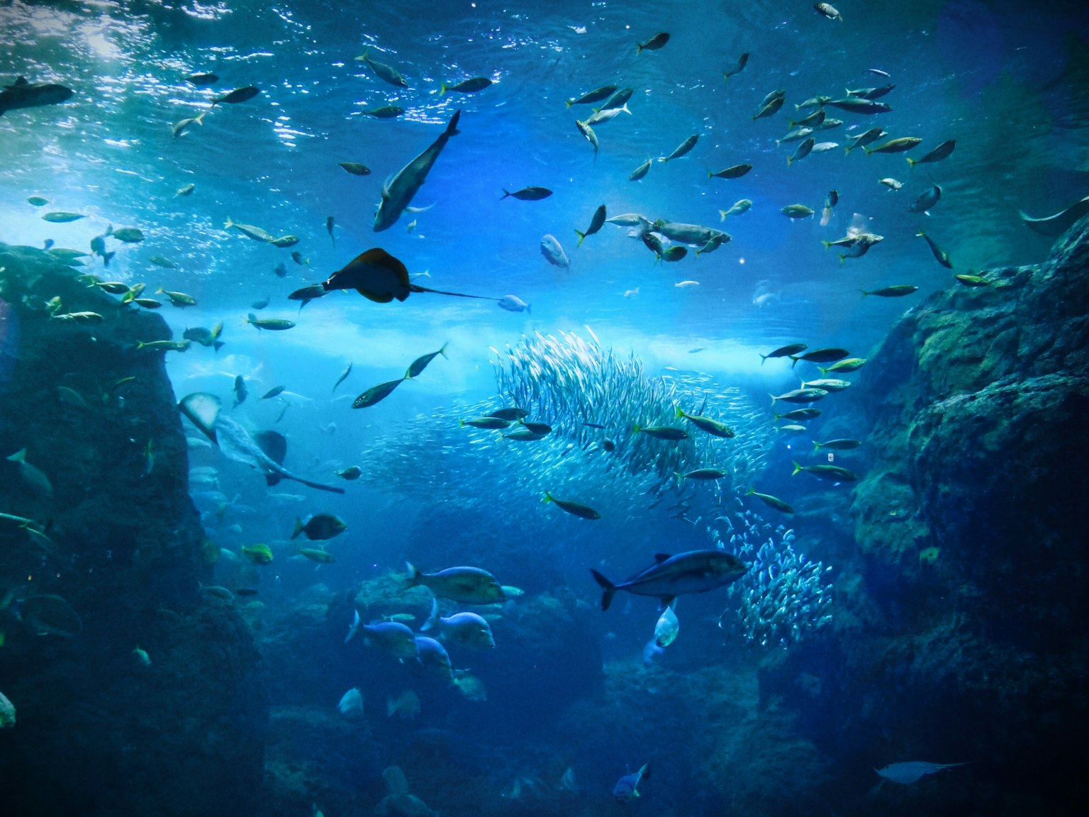 深い青色の海の中で泳ぐ様々な魚たちと岩の風景