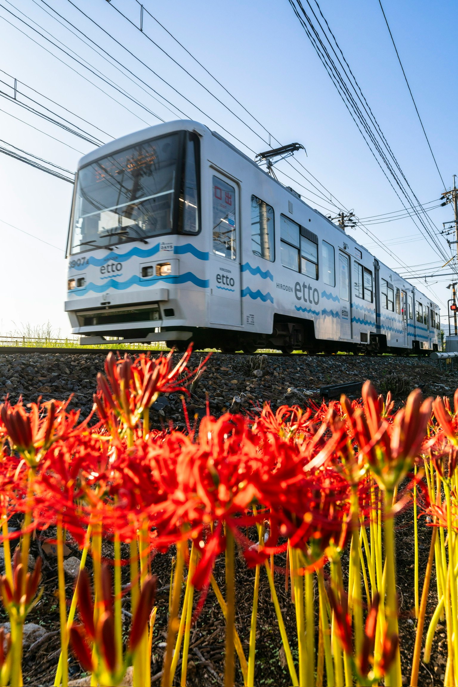彼岸花の咲く線路沿いを走る路面電車のある風景