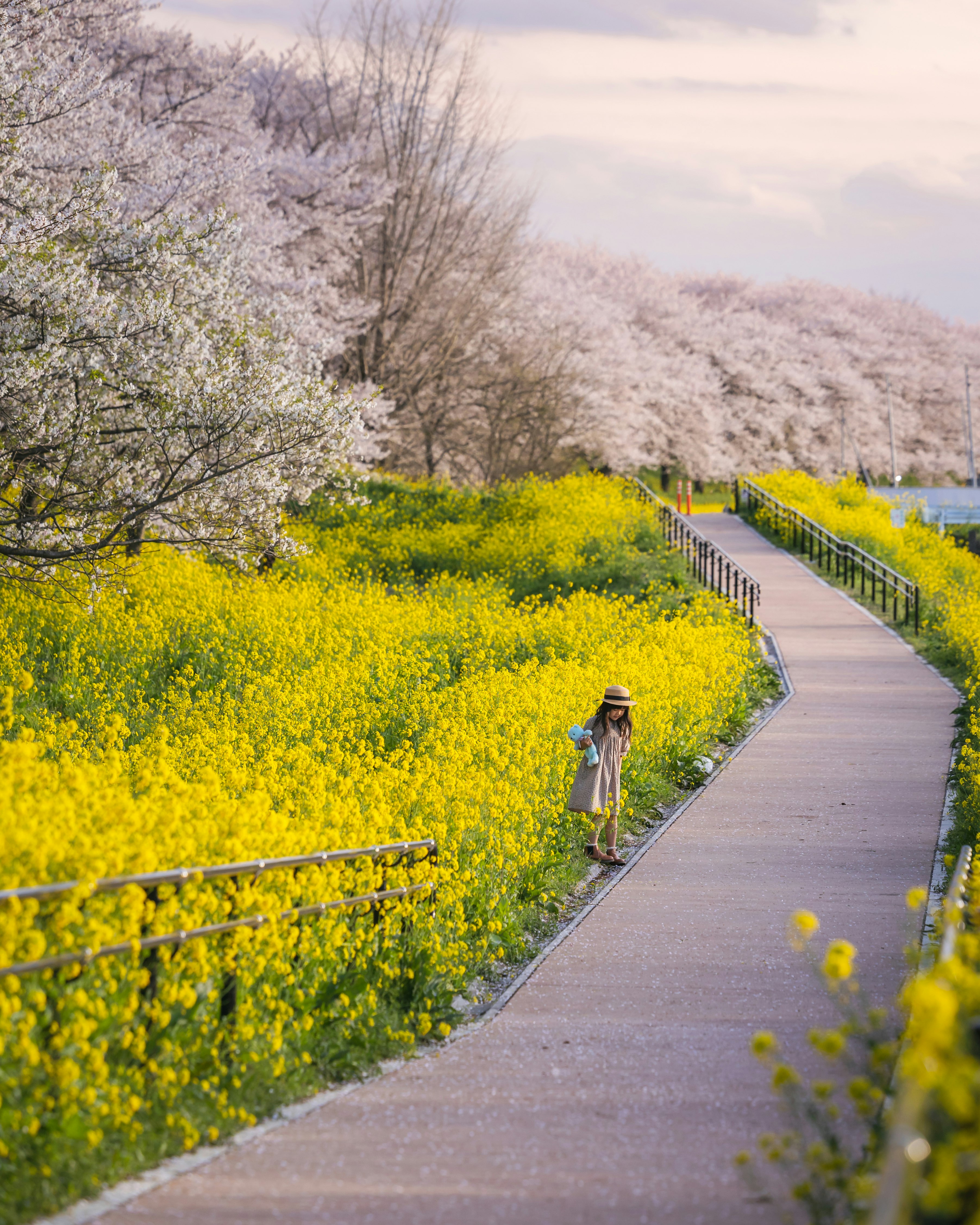 菜の花畑の小道を歩く人物と桜並木の春景色