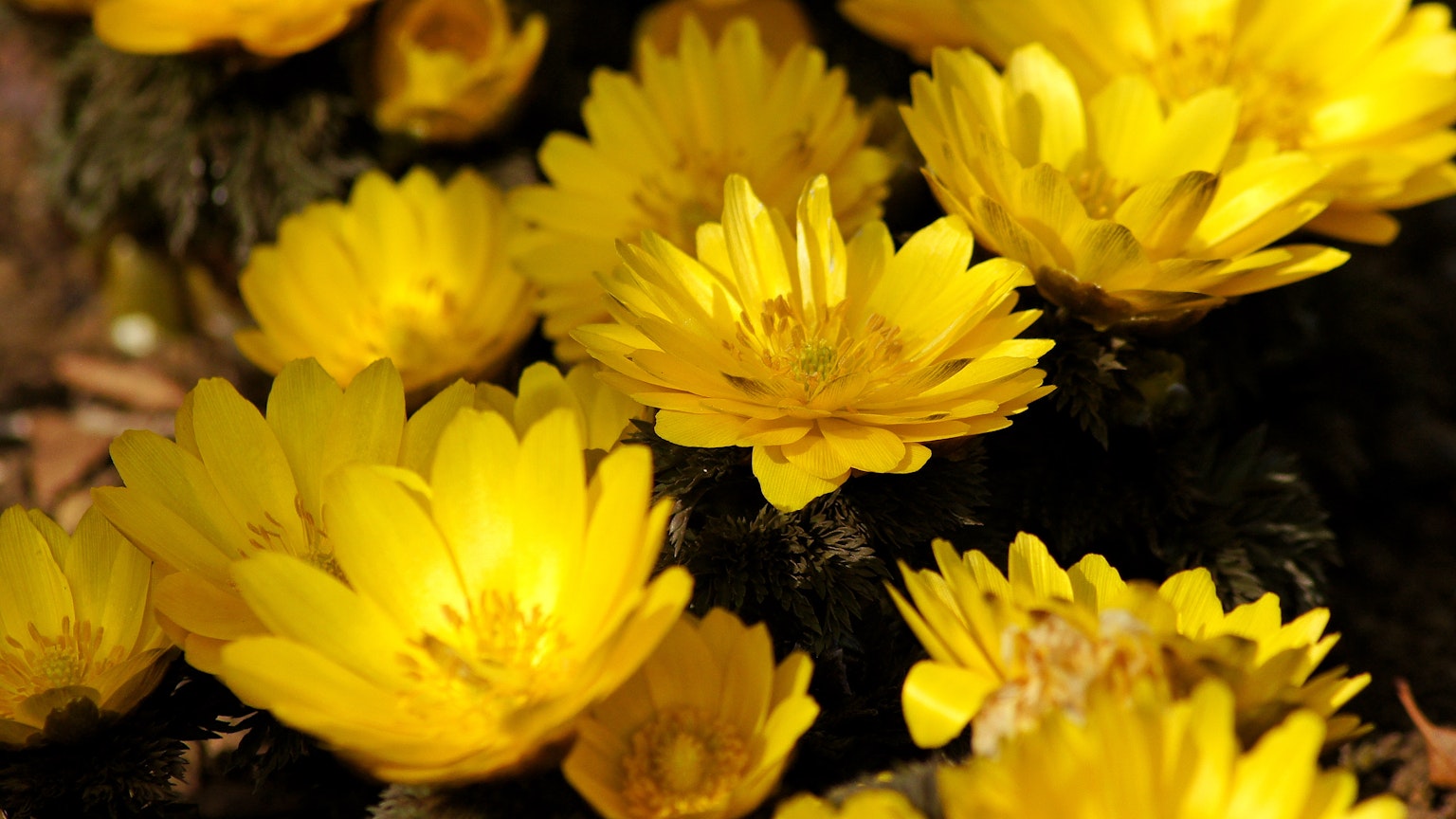 Vibrant yellow flowers in full bloom