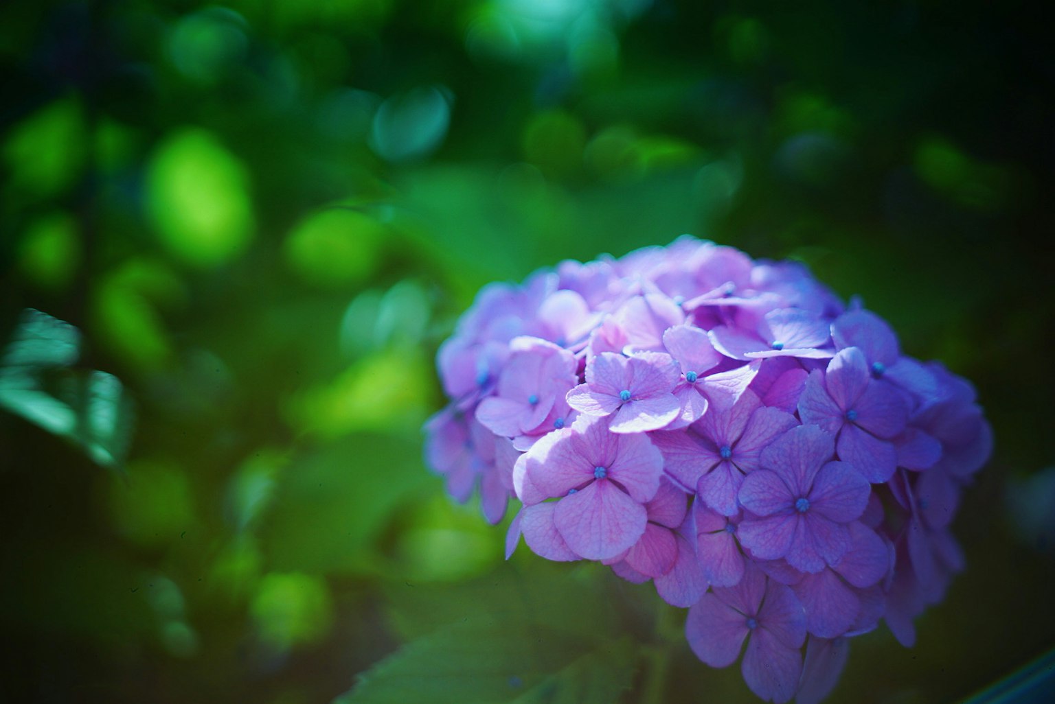 Fiore di ortensia viola con sfondo verde