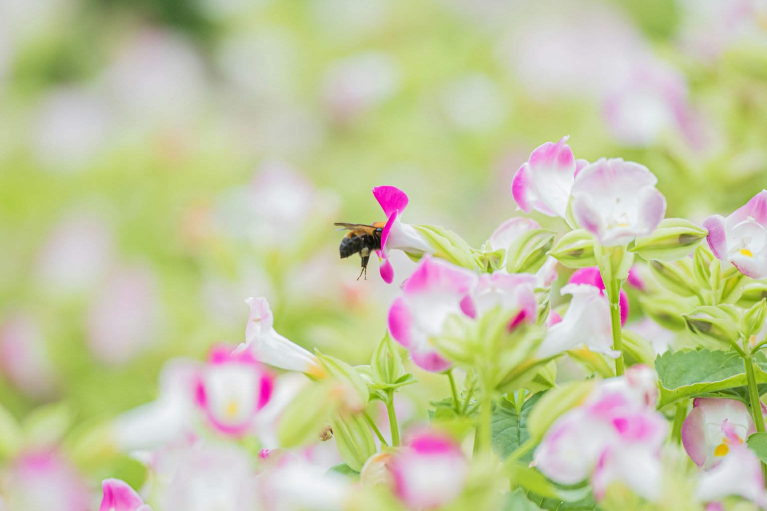 Una bellissima scena di fiori e un'ape che coesistono