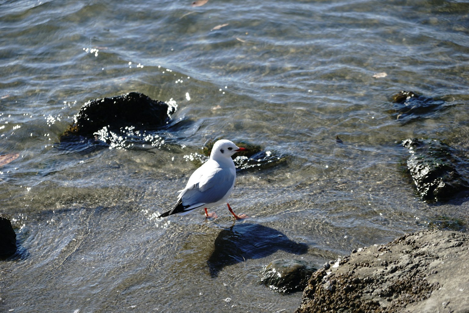 Möwe steht auf einem Felsen am Ufer