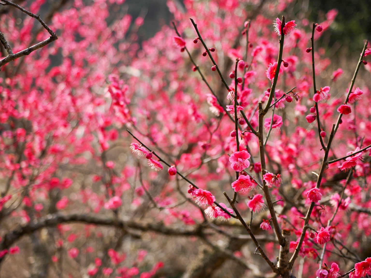 กิ่งต้นพลัมที่ประดับด้วยดอกไม้สีชมพูสดใส