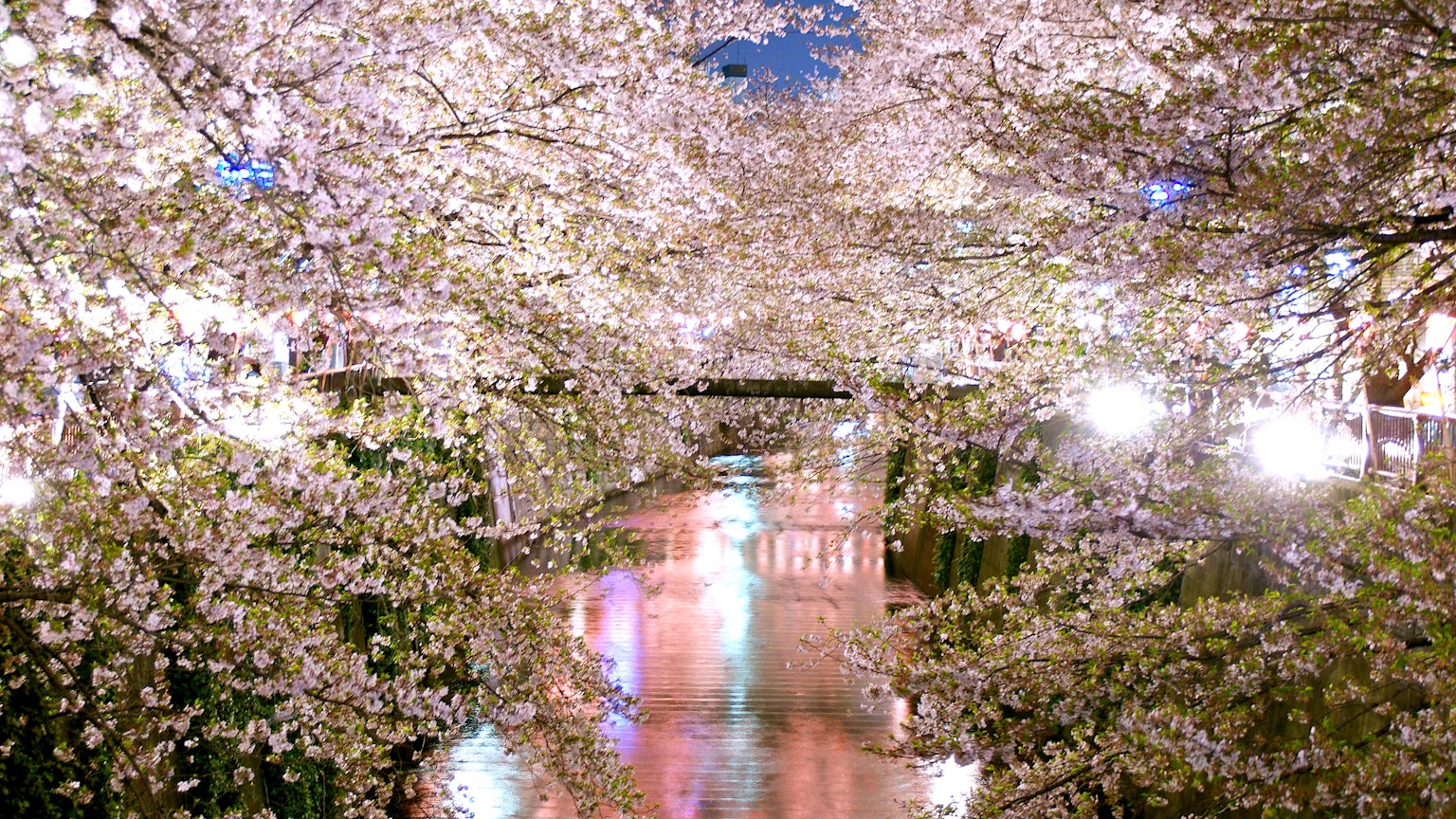 夜晚在櫻花下流動的河流，燈光的倒影