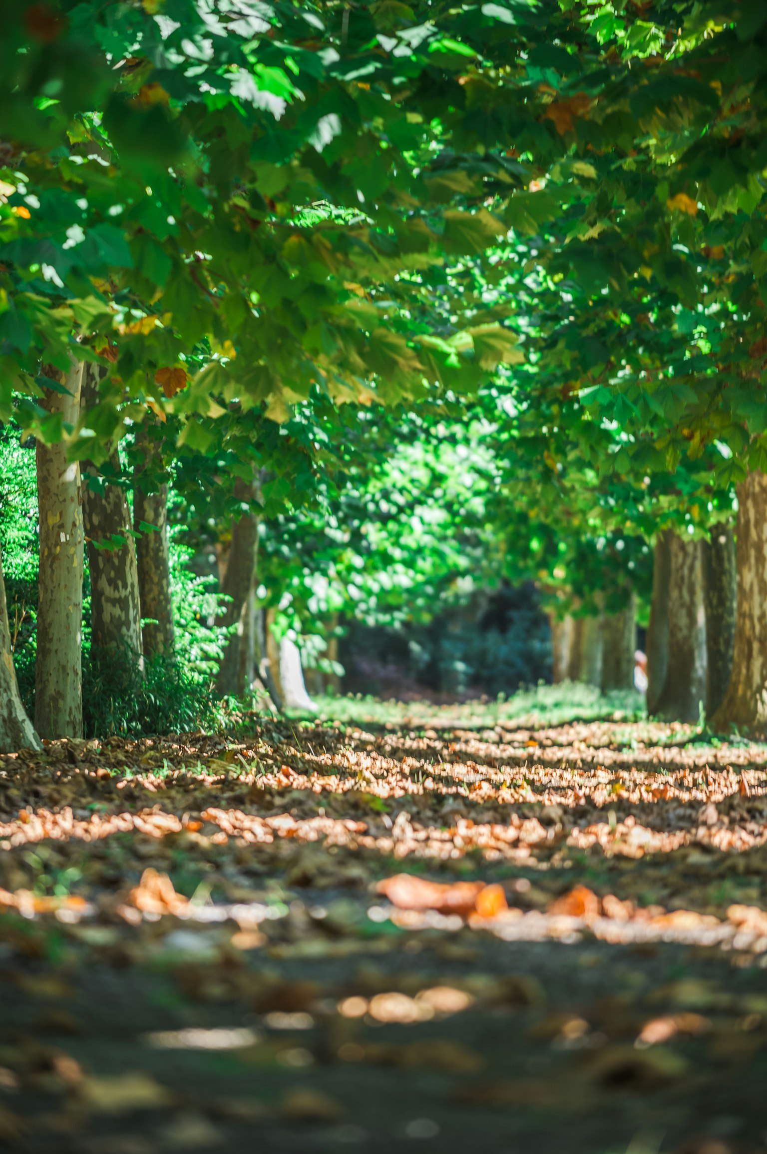 Un sentiero fiancheggiato da alberi verdi e foglie sparse
