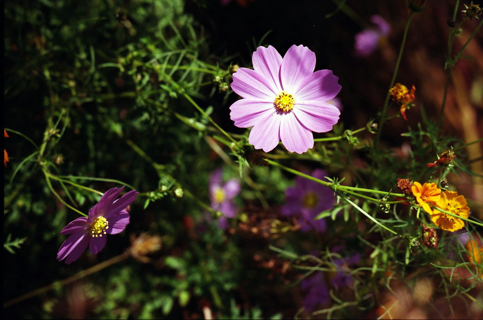 Belle scène de fleurs violettes et jaunes fleurissant parmi l'herbe verte