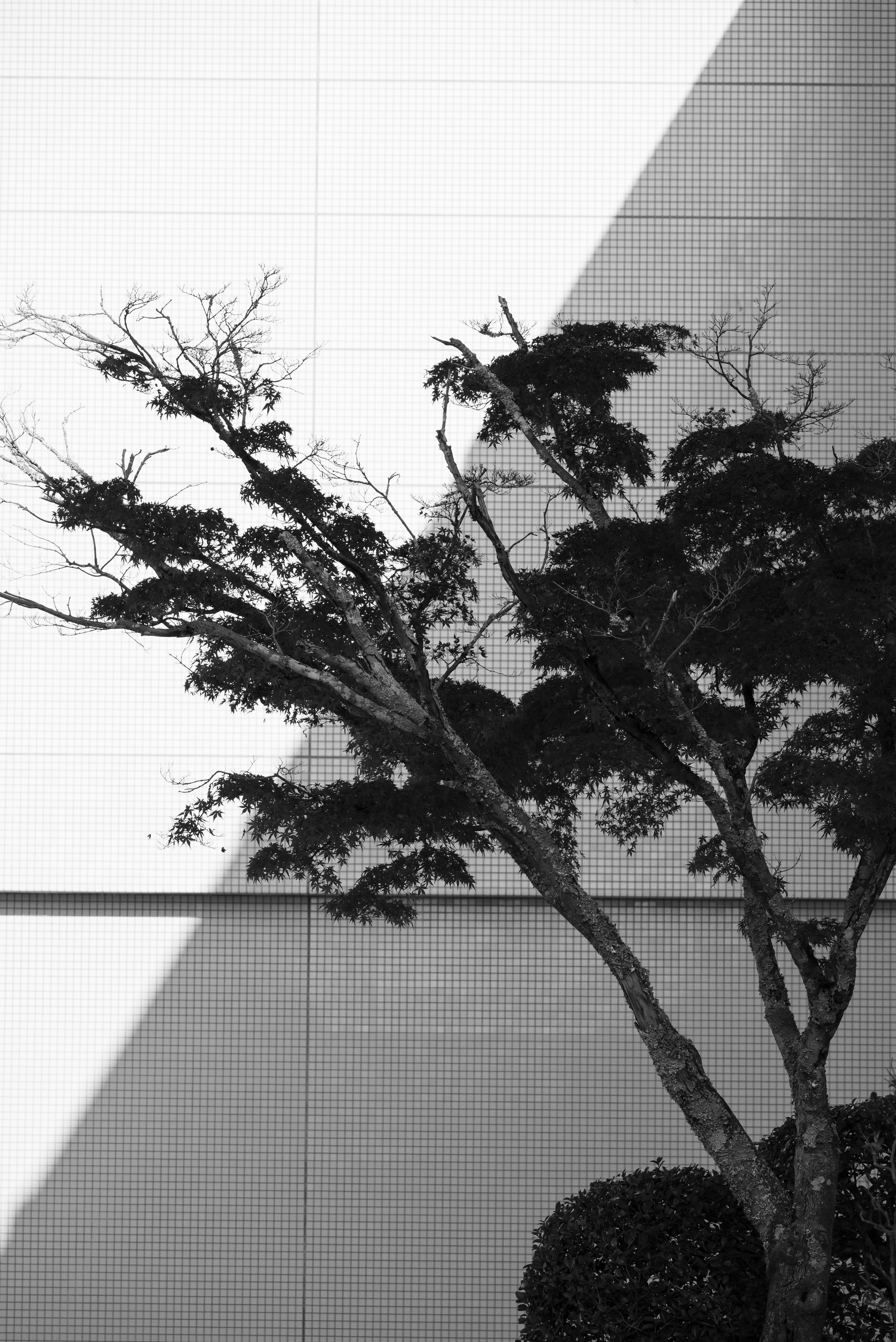 モノクロの斜線と木の枝が交差する構図