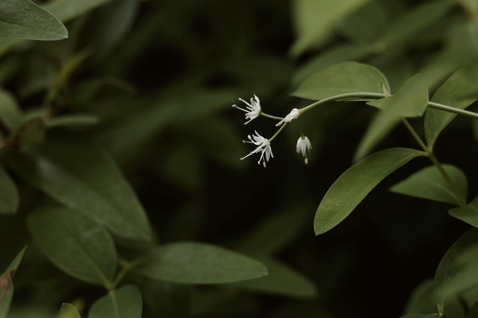 Small white flowers blooming among green leaves