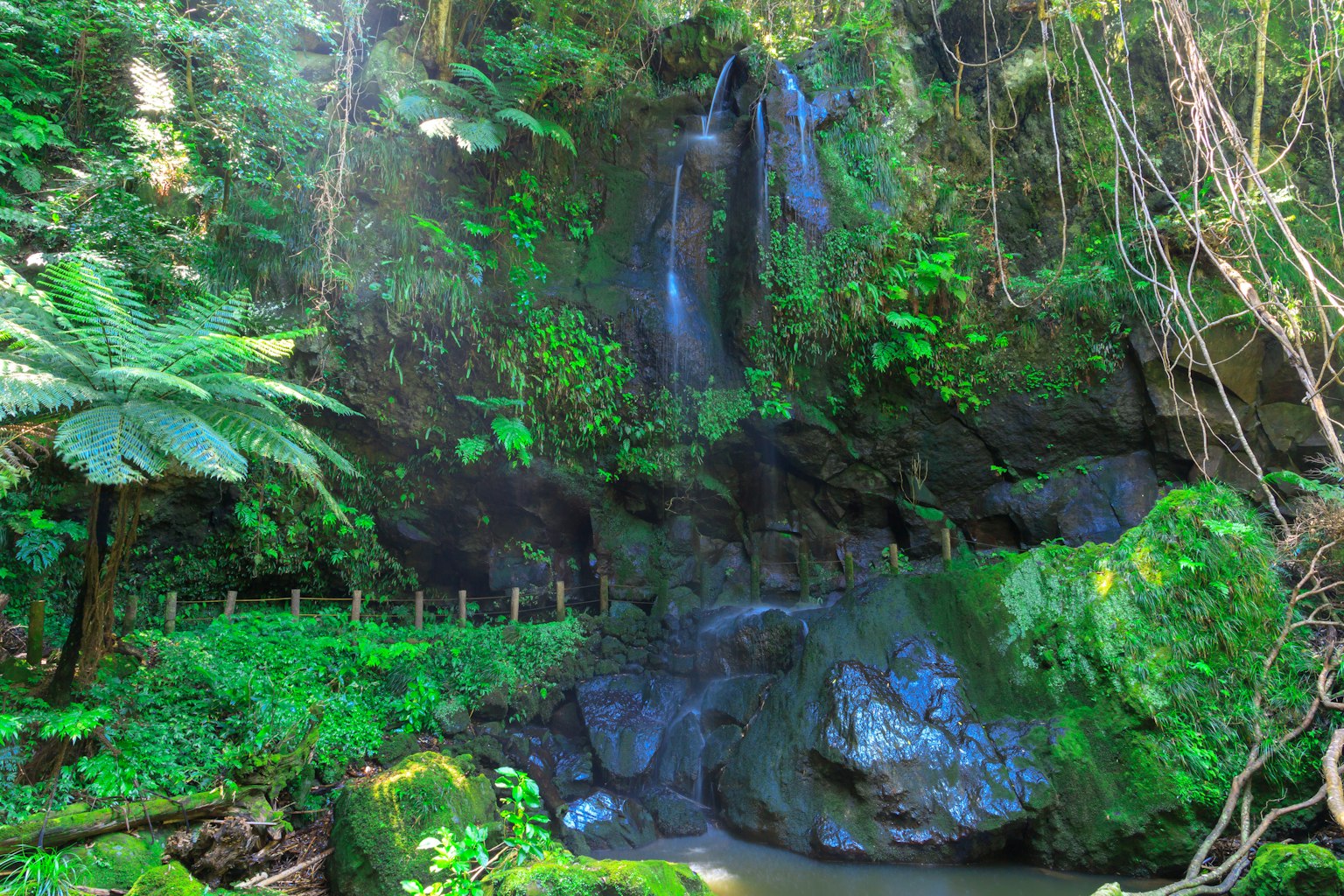 Vegetazione lussureggiante che circonda una cascata e rocce in un ambiente naturale