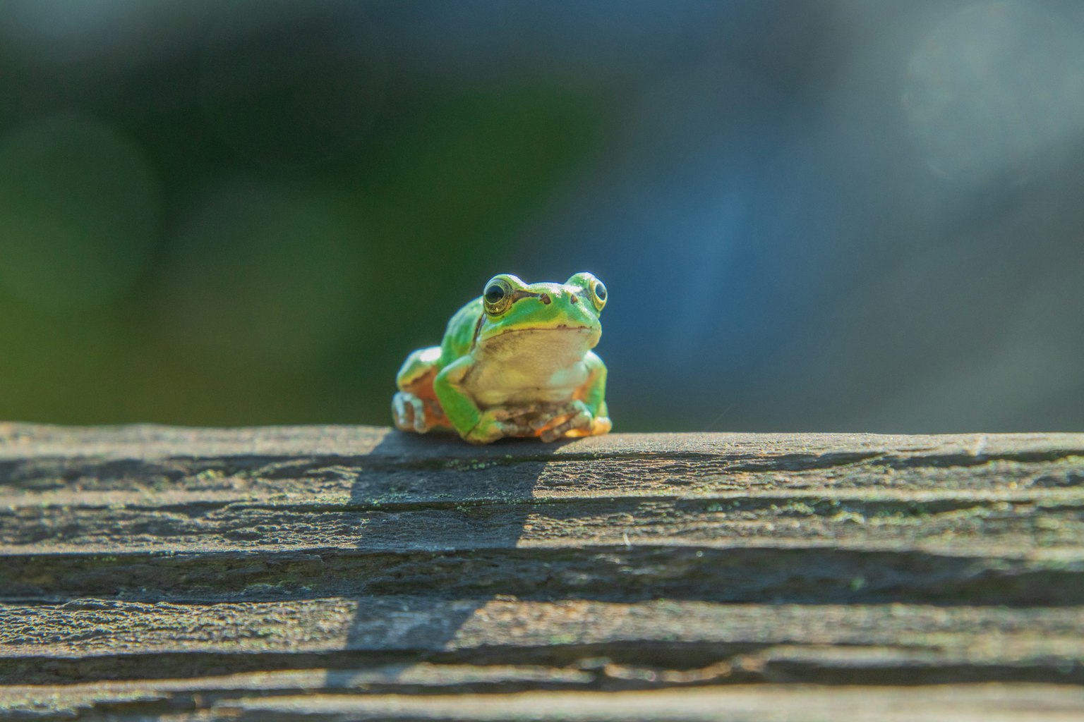 Katak hijau duduk di atas permukaan kayu