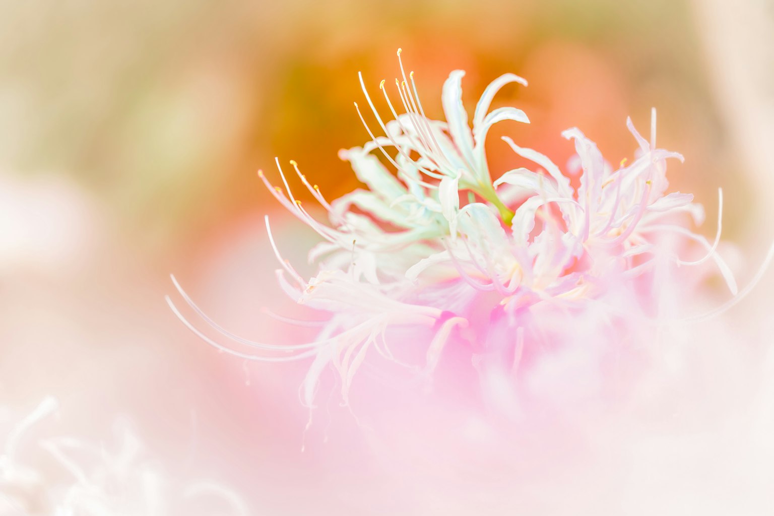 Image en gros plan d'une fleur délicate aux couleurs douces et aux pétales en filigrane