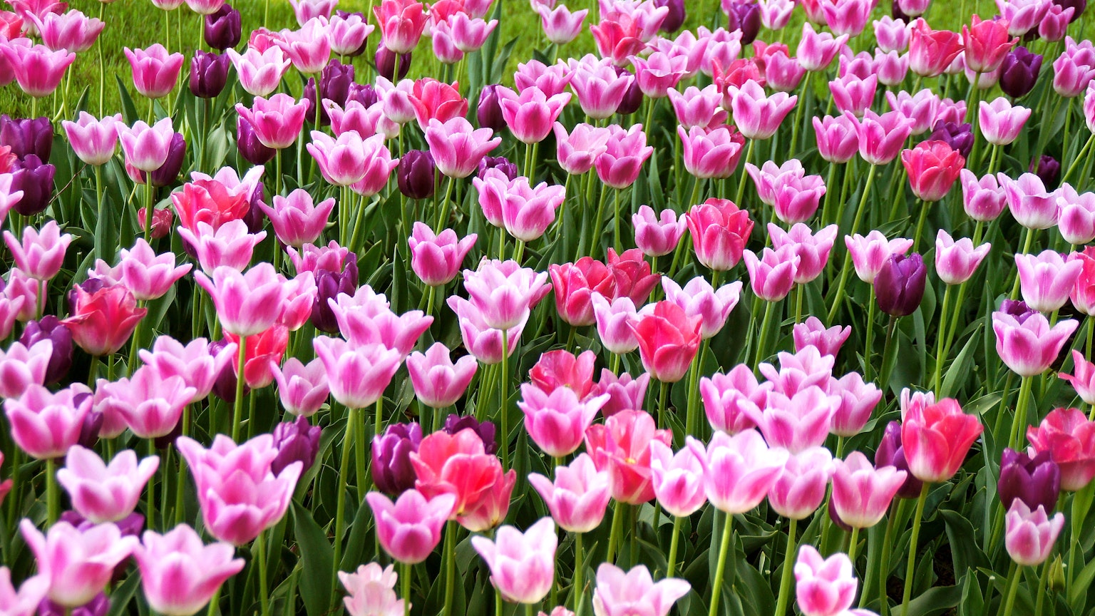 Ladang tulip berwarna-warni merah muda dan ungu yang sedang mekar