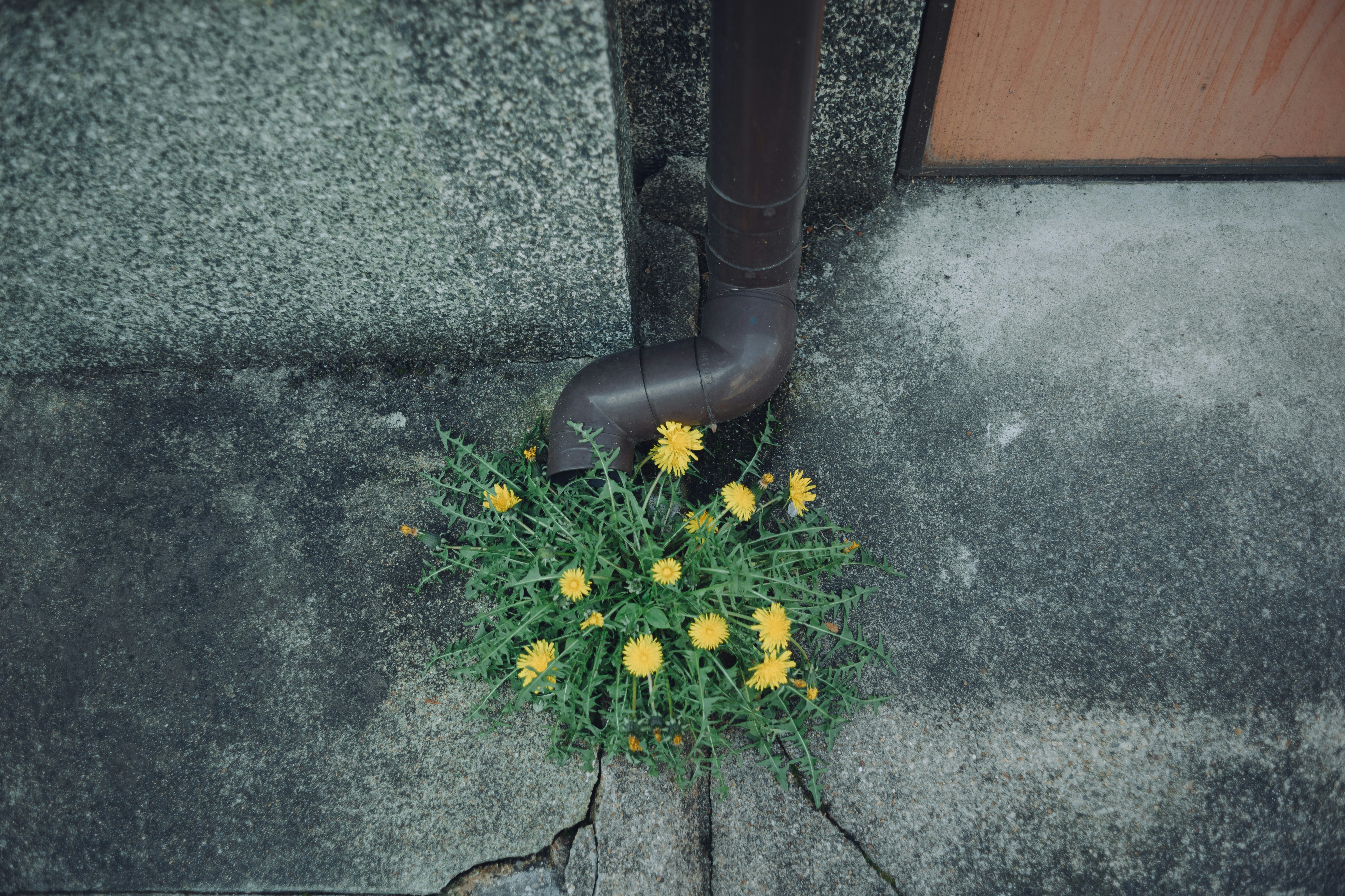 Yellow flowers growing from a crack in concrete beside a pipe