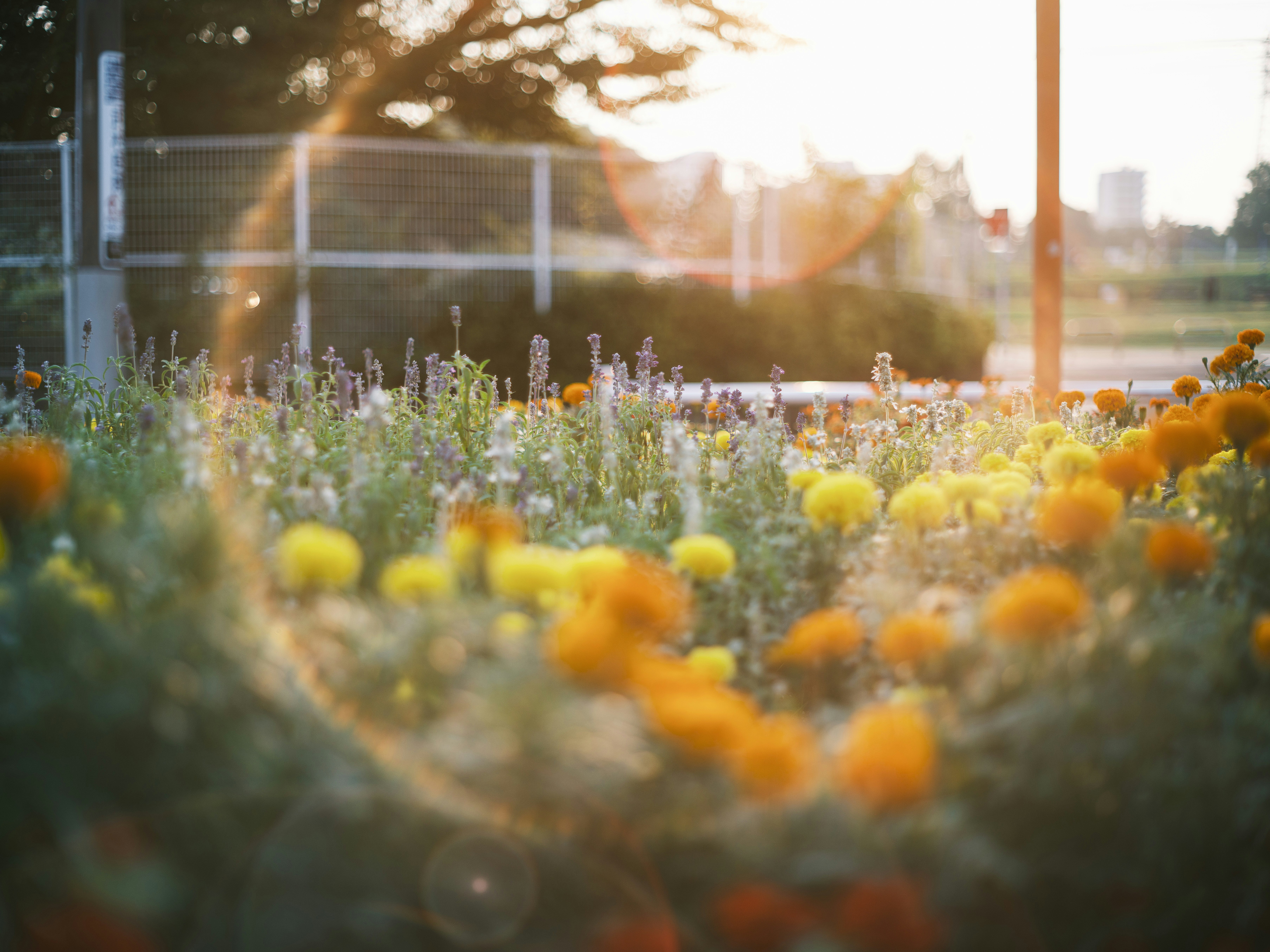 small flowers in a flower field lit by sunset