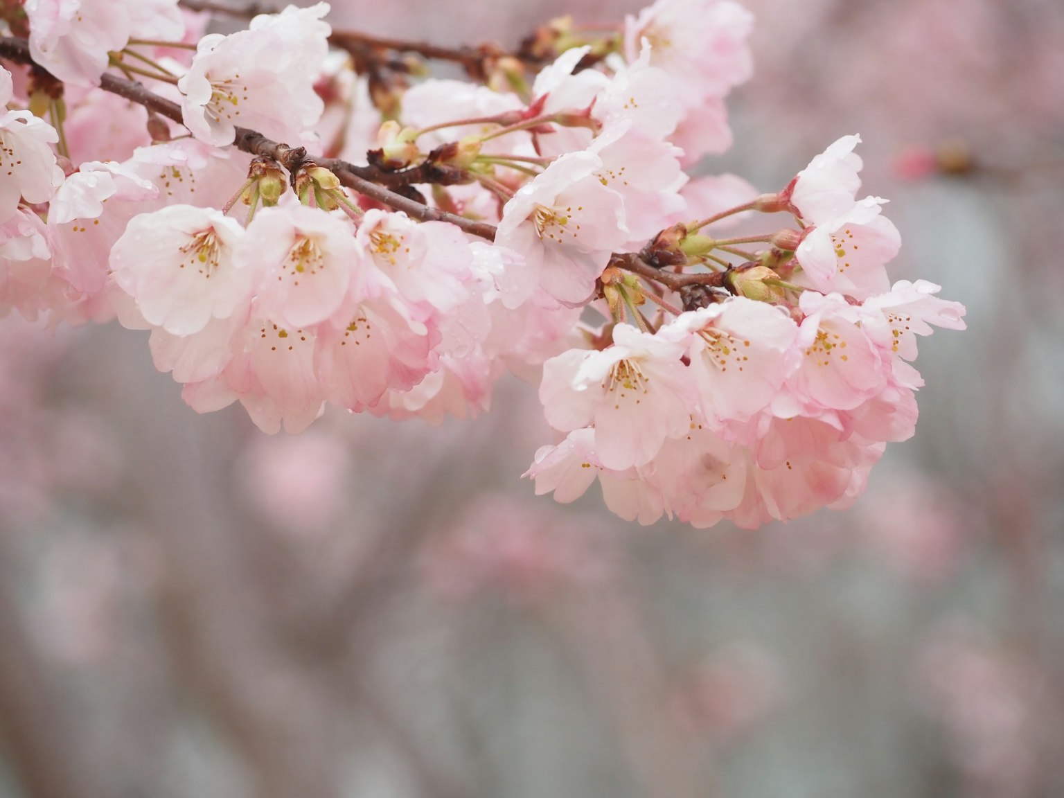 Close-up of cherry blossom branches with pink flowers and soft background