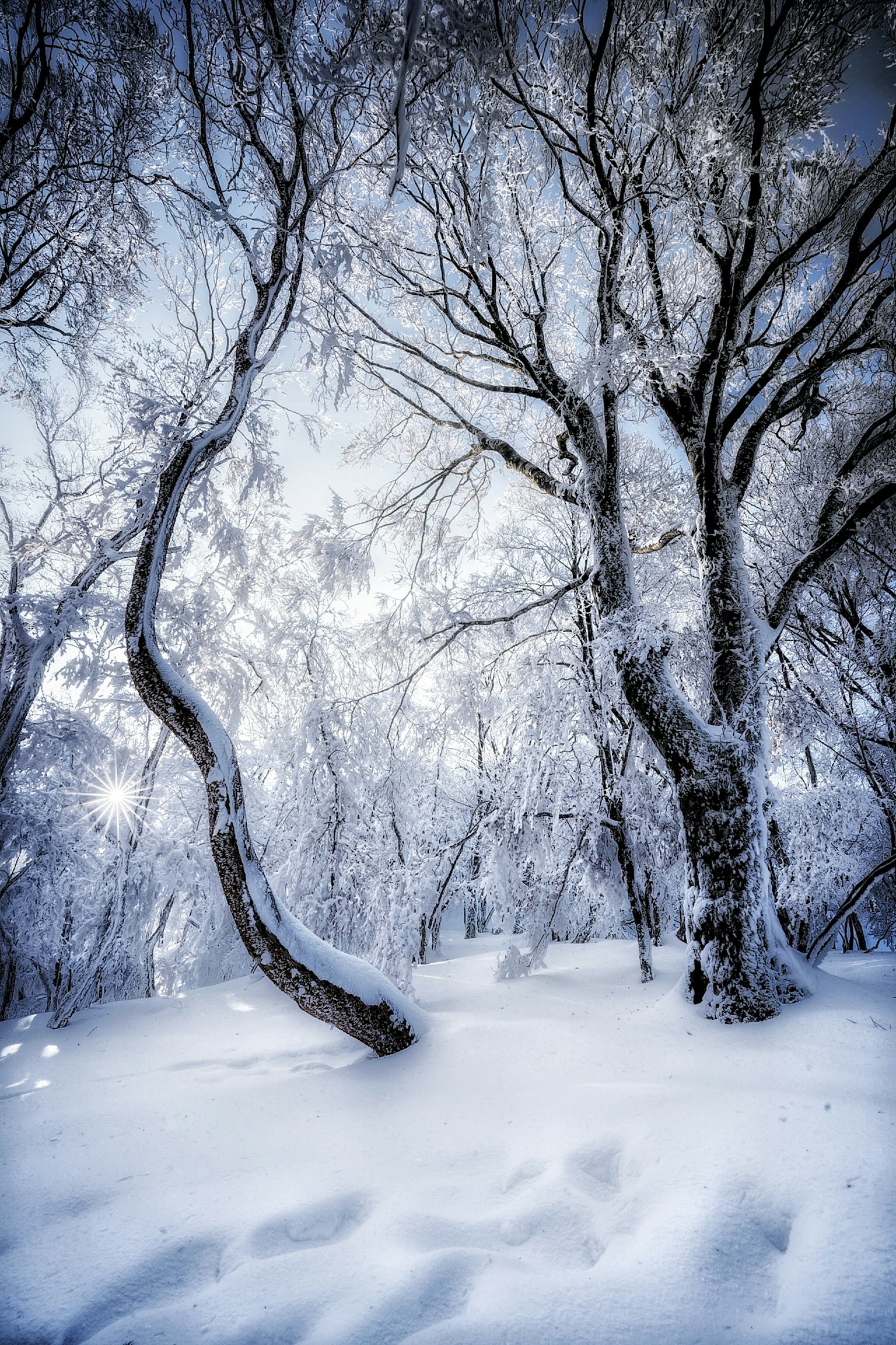 Vue pittoresque de beaux arbres dans une forêt enneigée