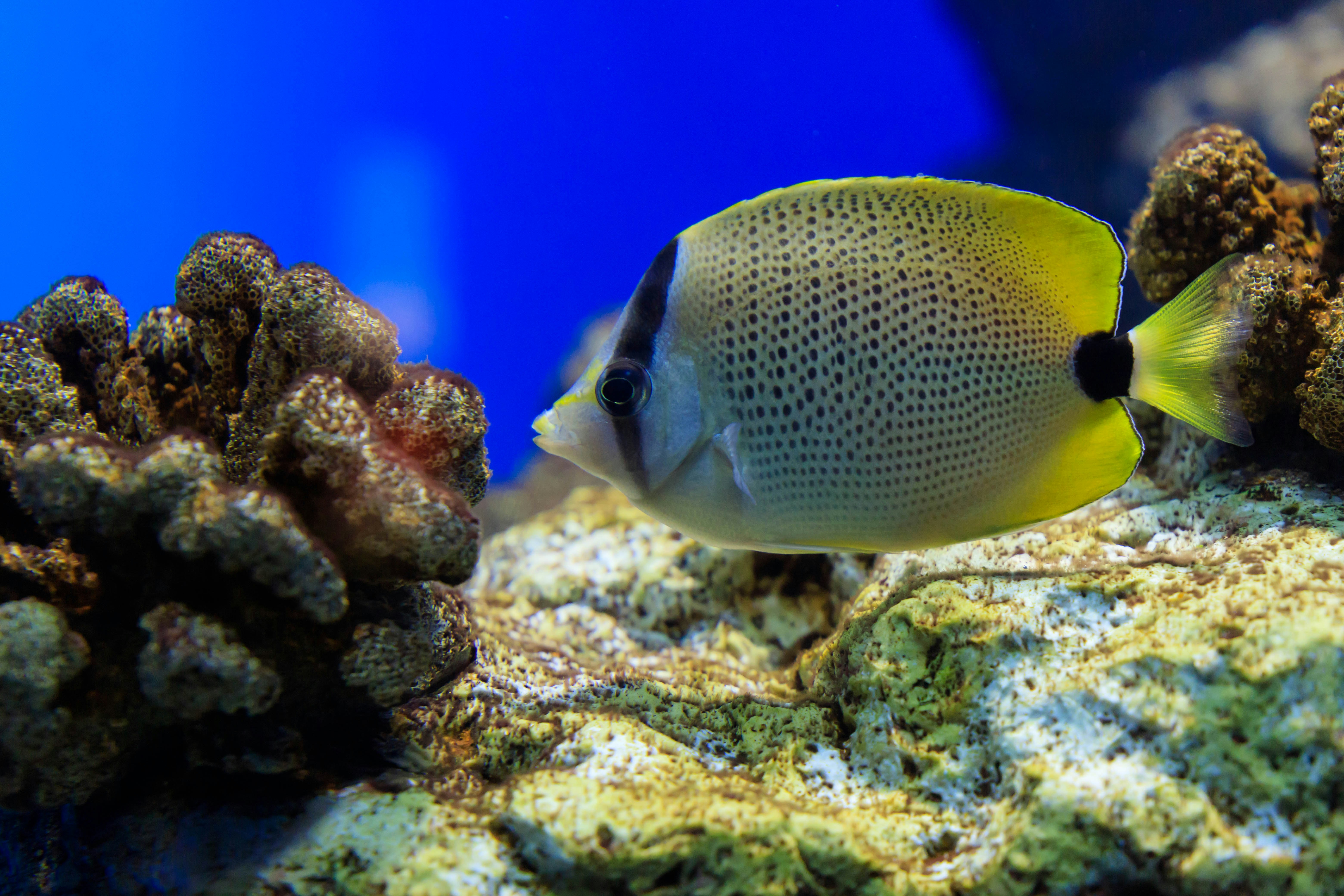 サンゴ礁の岩場にいる黄色い熱帯魚の群れ