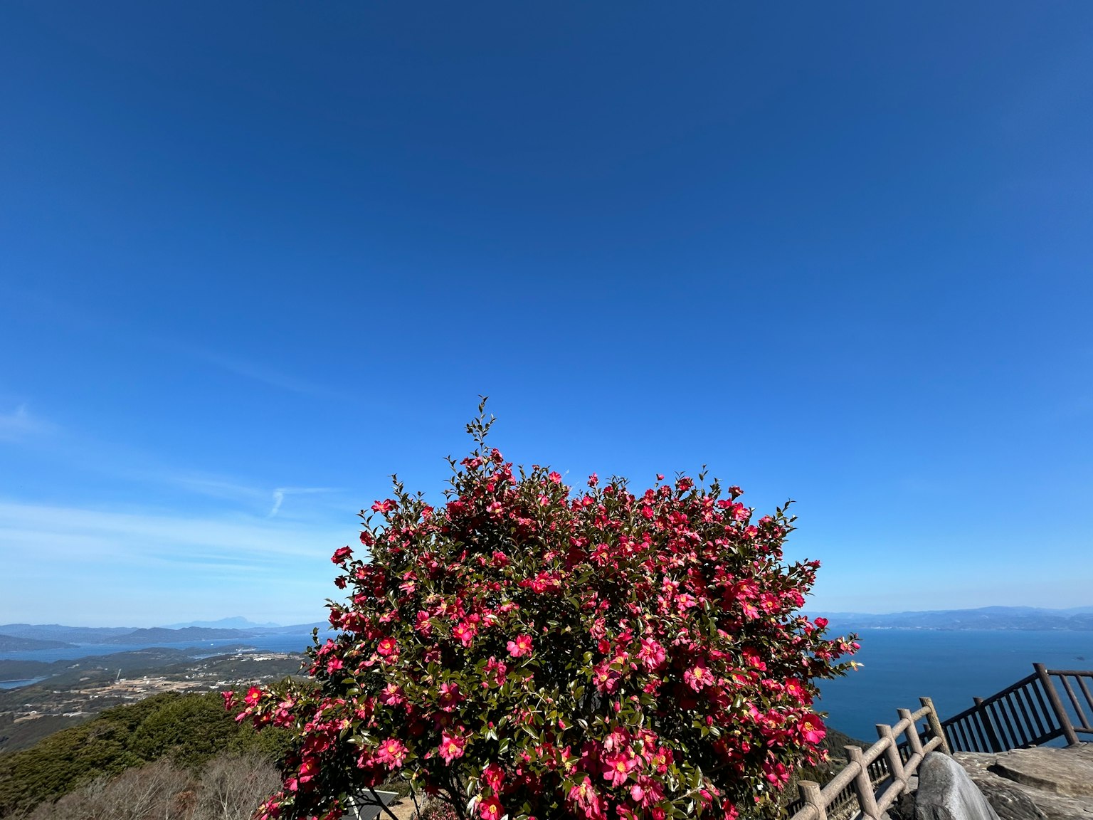 Un árbol en flor rosa bajo un cielo azul con vista al mar