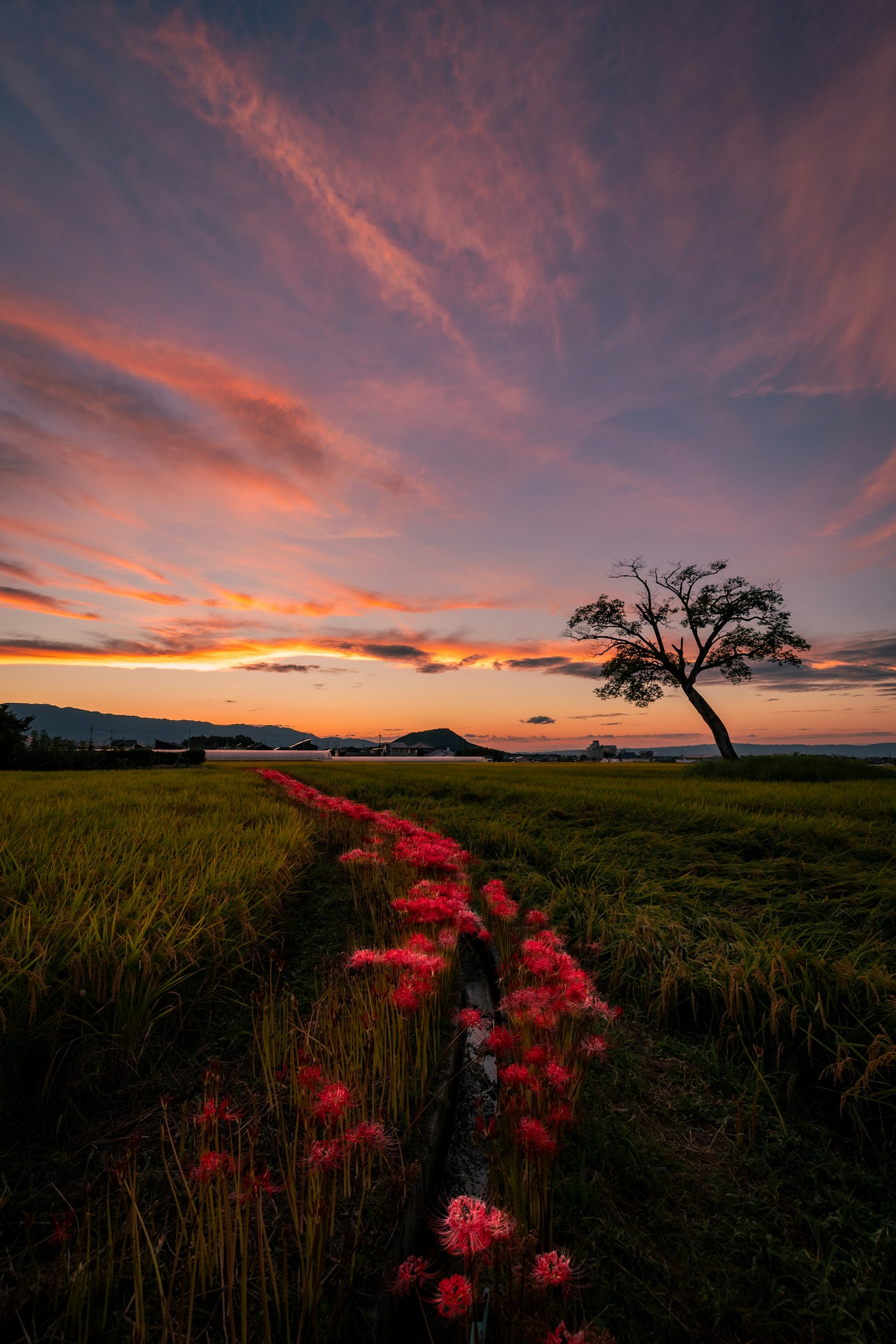 Bellissimo cielo al tramonto con fiori rosa lungo i campi di riso e un albero solitario