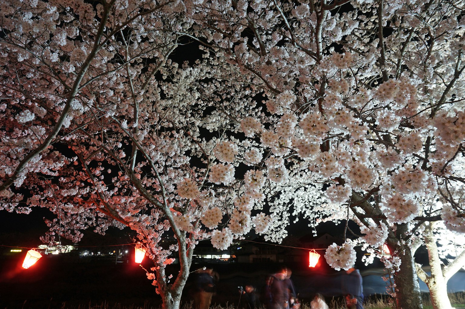 Vista notturna di alberi di ciliegio con fiori bianchi