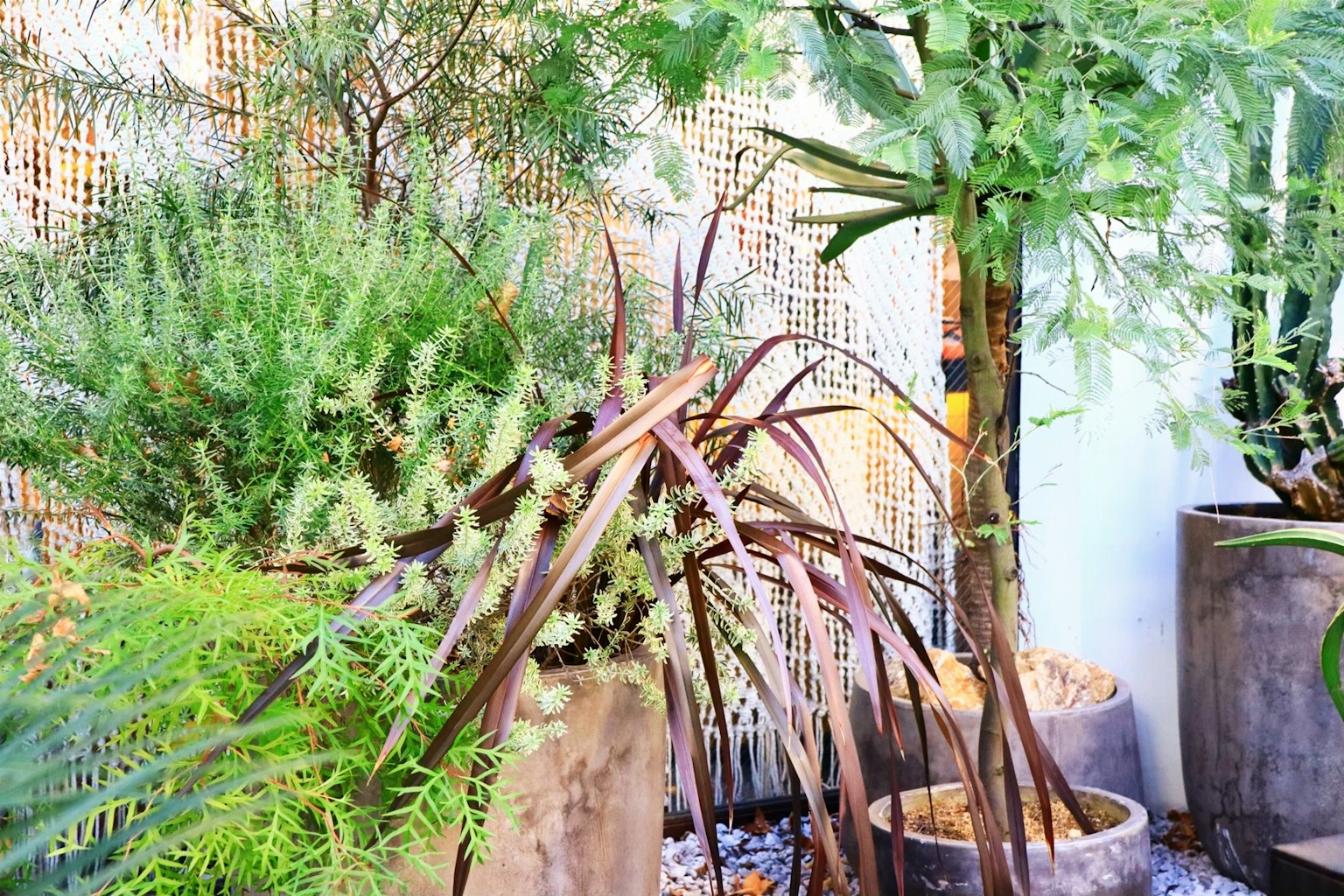 Trưng bày các loại cây trong chậu sôi động trong một khu vườn