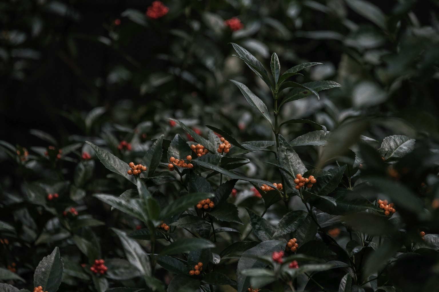 深色背景下的绿植与小橙色花朵
