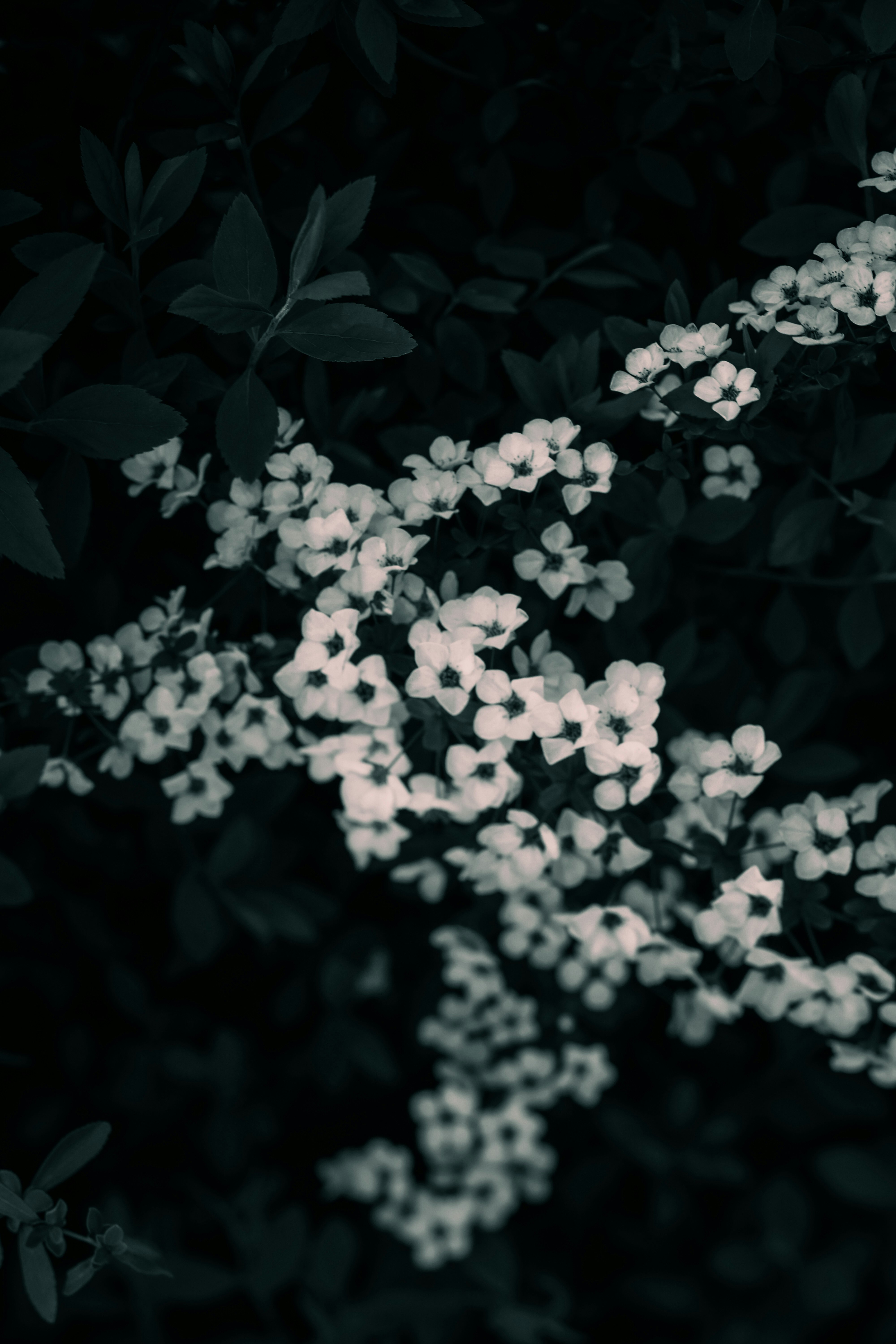 Primer plano de flores deユキヤナギ blancas entre hojas verde oscuro