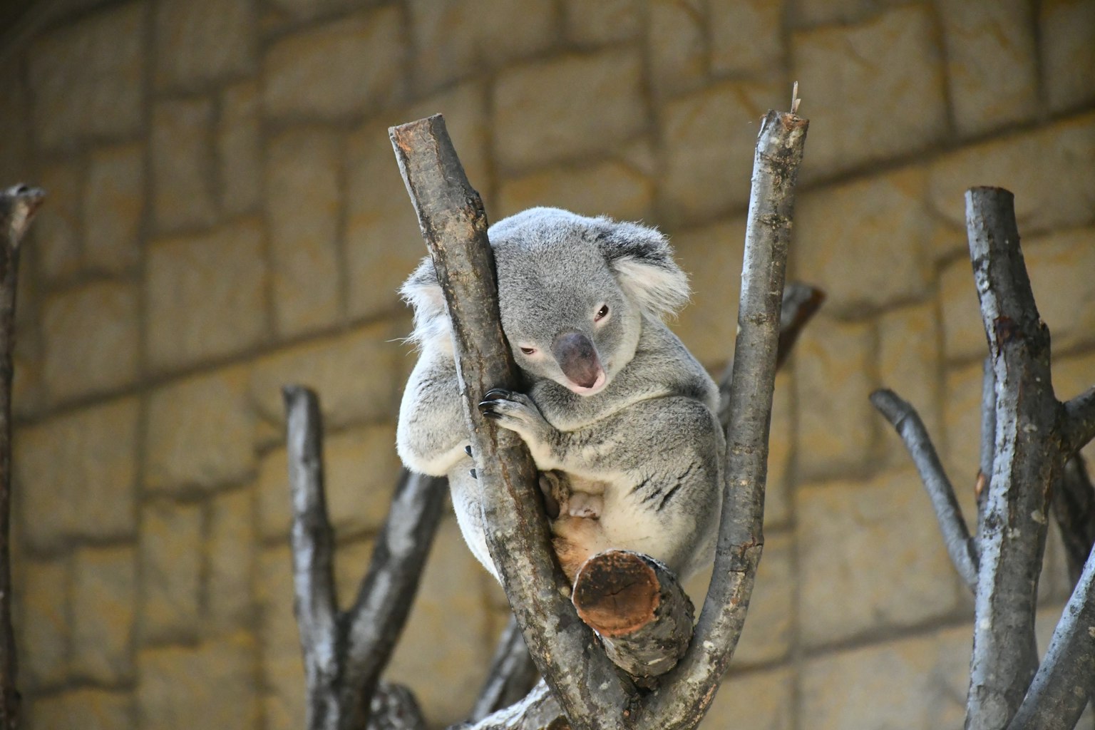 A cute koala sitting on a tree branch