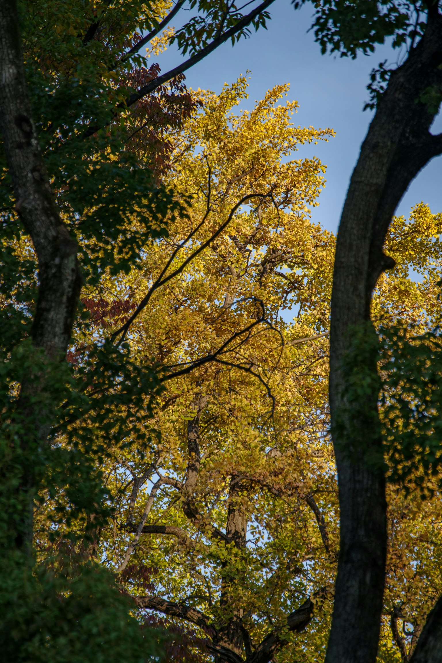 Scène forestière avec un feuillage d'automne sous un ciel bleu