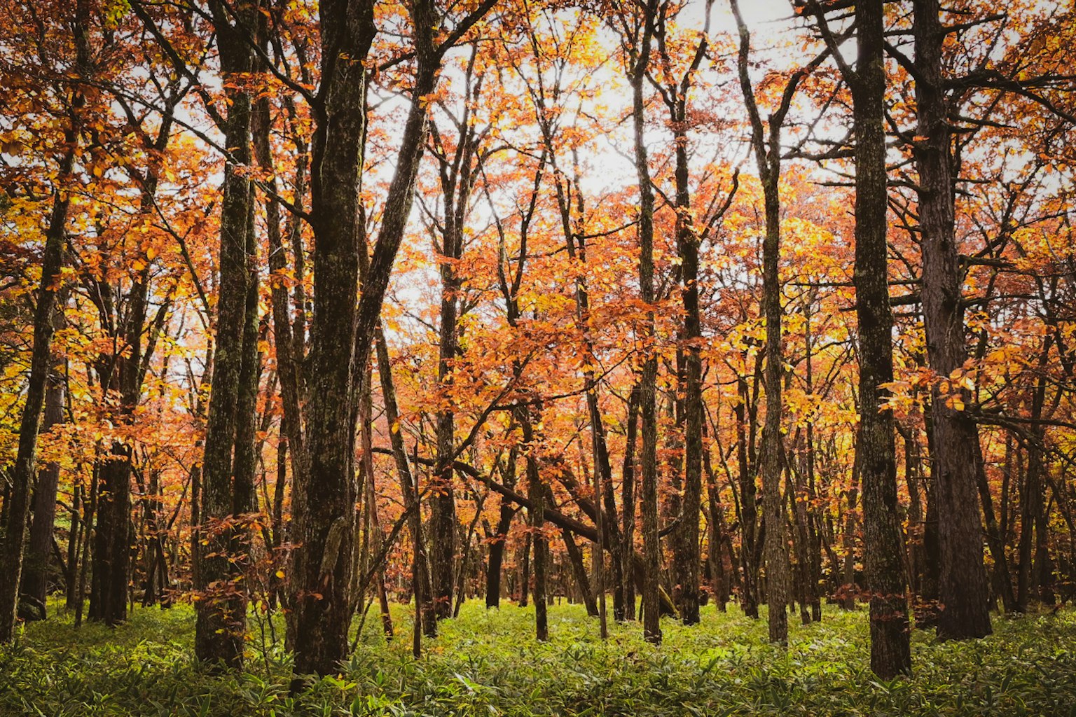 Scène forestière d'automne avec des feuilles orange vives et de l'herbe verte
