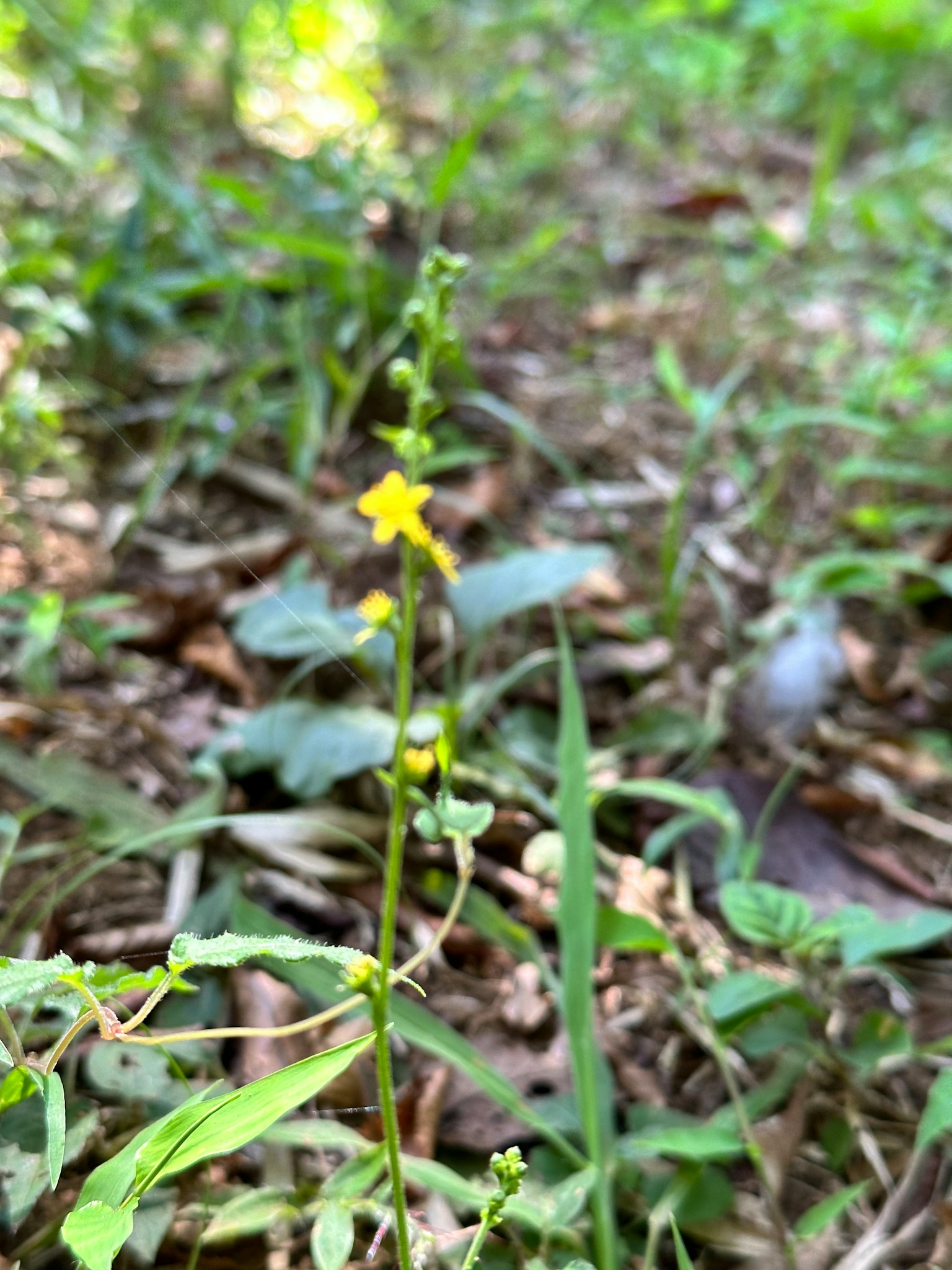 Primer plano de una pequeña flor amarilla creciendo entre el follaje verde en un entorno natural