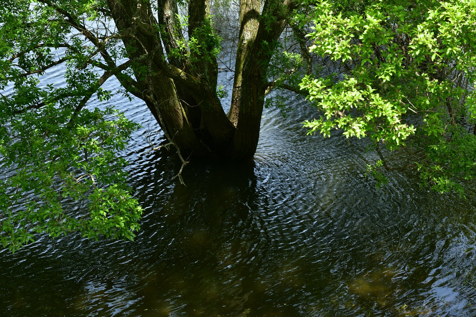 Tree trunk with green leaves reflected in the water