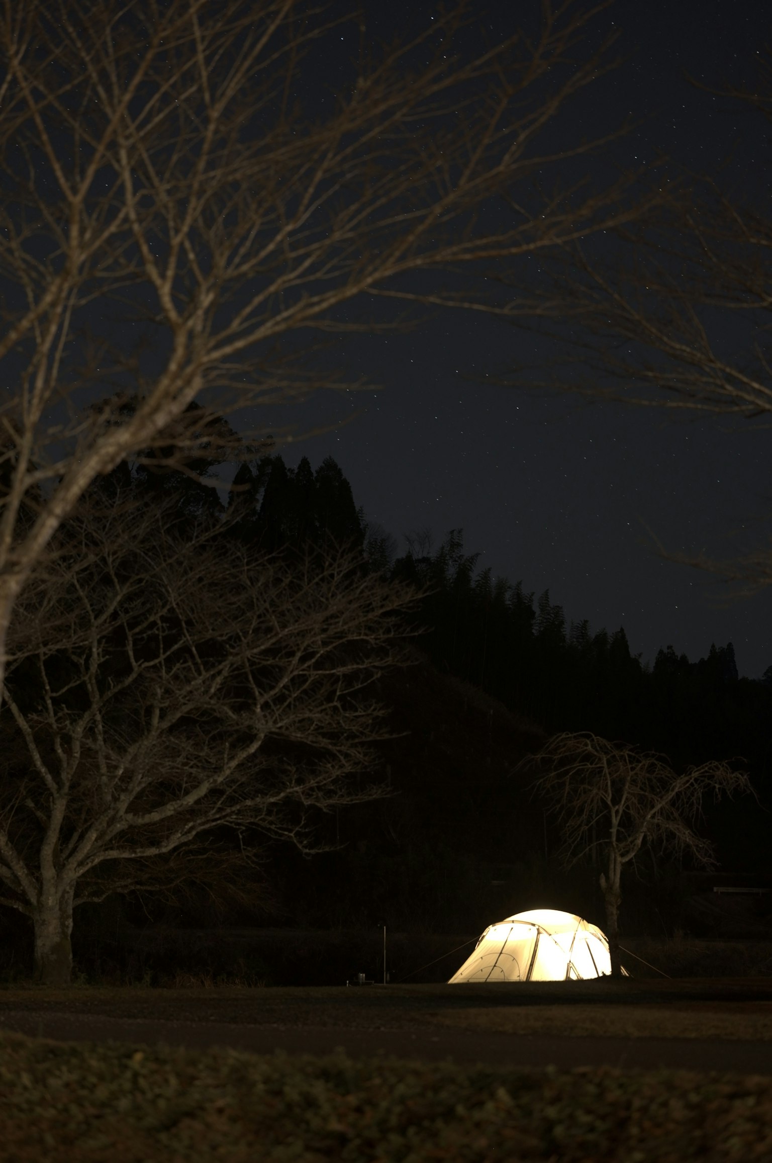 夜間露營地的明亮帳篷和樹木